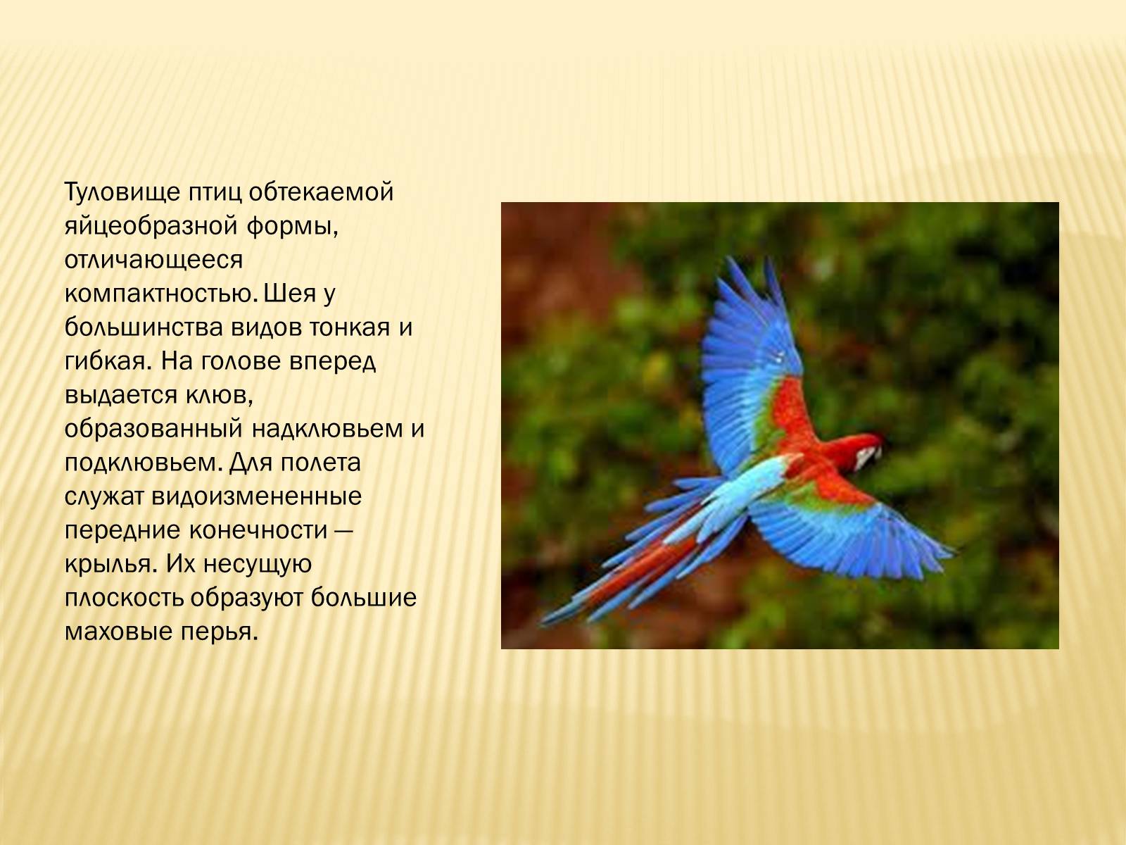 Презентація на тему «Птицы» (варіант 3) - Слайд #11 Презентація на тему «Птицы» (варіант 3) - Слайд #11