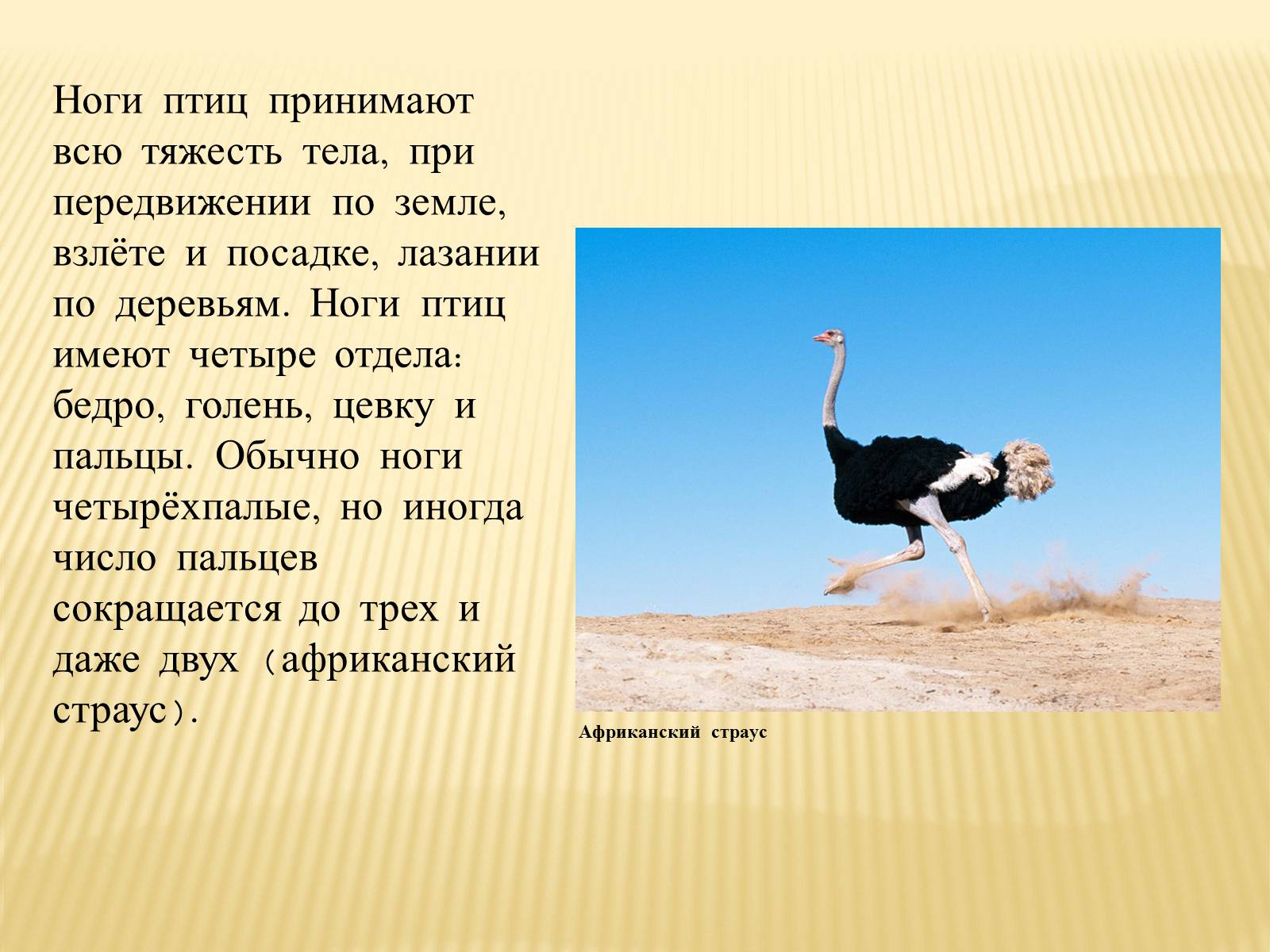 Презентація на тему «Птицы» (варіант 3) - Слайд #12 Презентація на тему «Птицы» (варіант 3) - Слайд #12