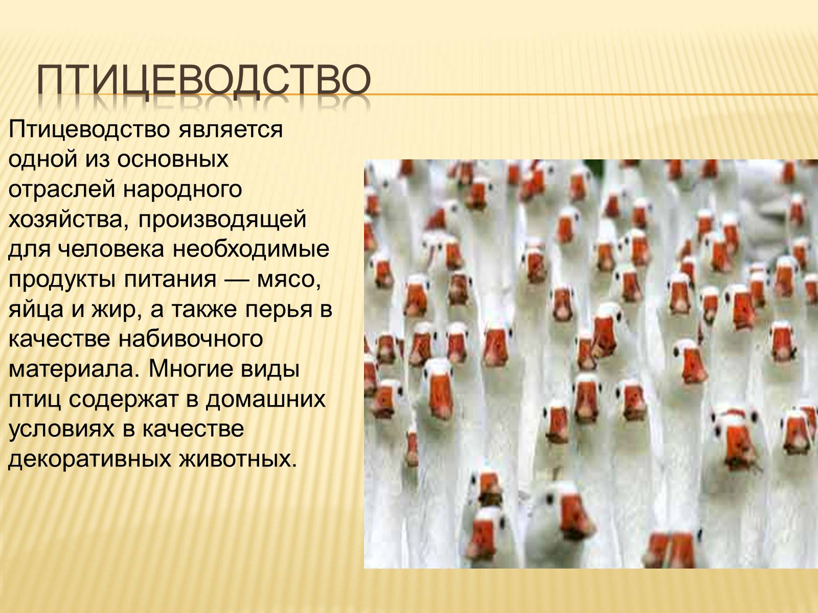 Презентація на тему «Птицы» (варіант 3) - Слайд #25 Презентація на тему «Птицы» (варіант 3) - Слайд #25