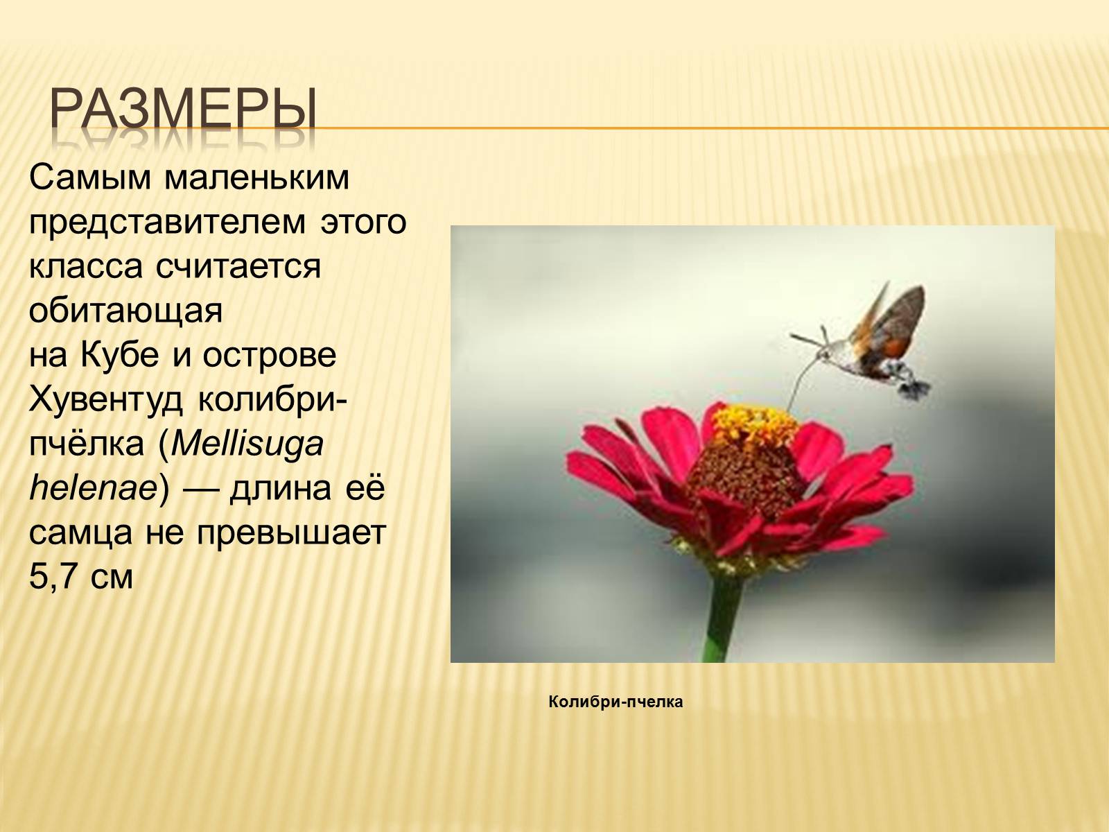 Презентація на тему «Птицы» (варіант 3) - Слайд #27 Презентація на тему «Птицы» (варіант 3) - Слайд #27