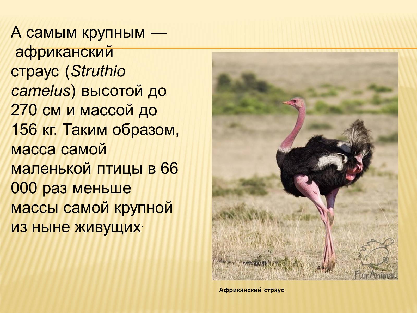 Презентація на тему «Птицы» (варіант 3) - Слайд #28 Презентація на тему «Птицы» (варіант 3) - Слайд #28