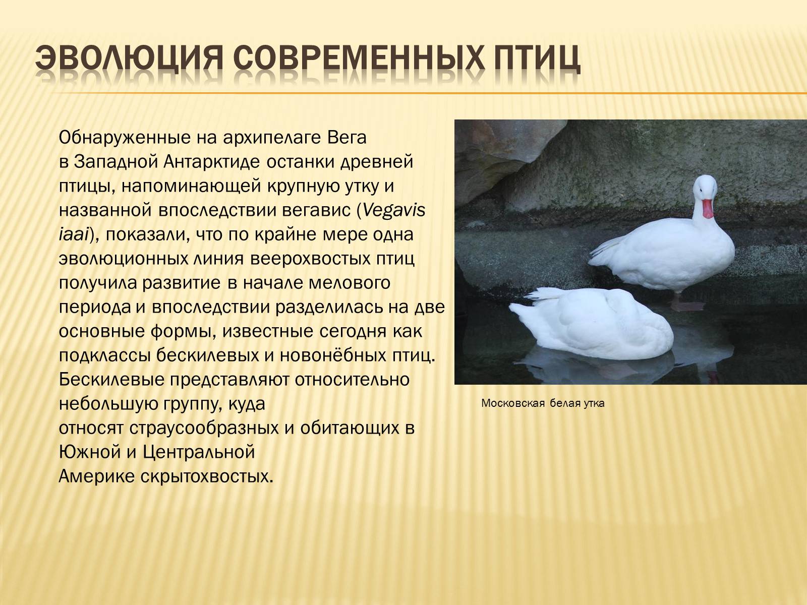 Презентація на тему «Птицы» (варіант 3) - Слайд #31 Презентація на тему «Птицы» (варіант 3) - Слайд #31