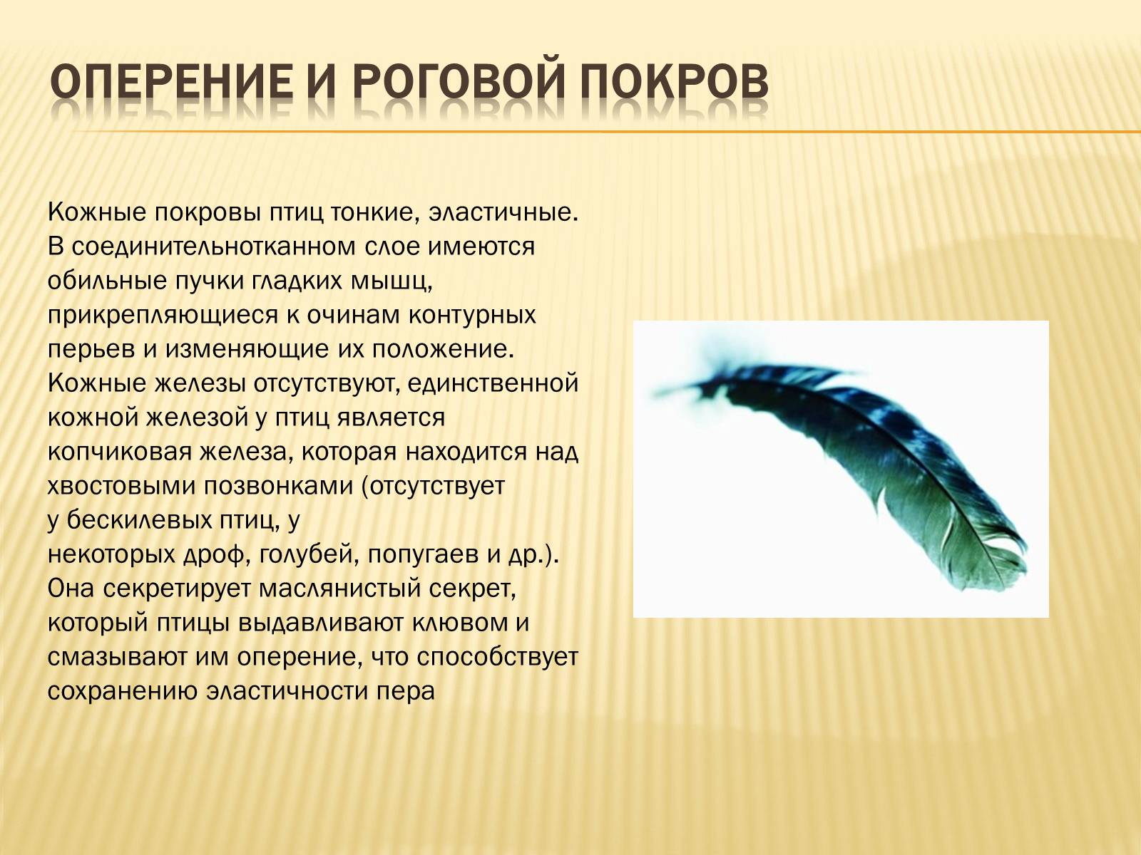 Презентація на тему «Птицы» (варіант 3) - Слайд #38 Презентація на тему «Птицы» (варіант 3) - Слайд #38