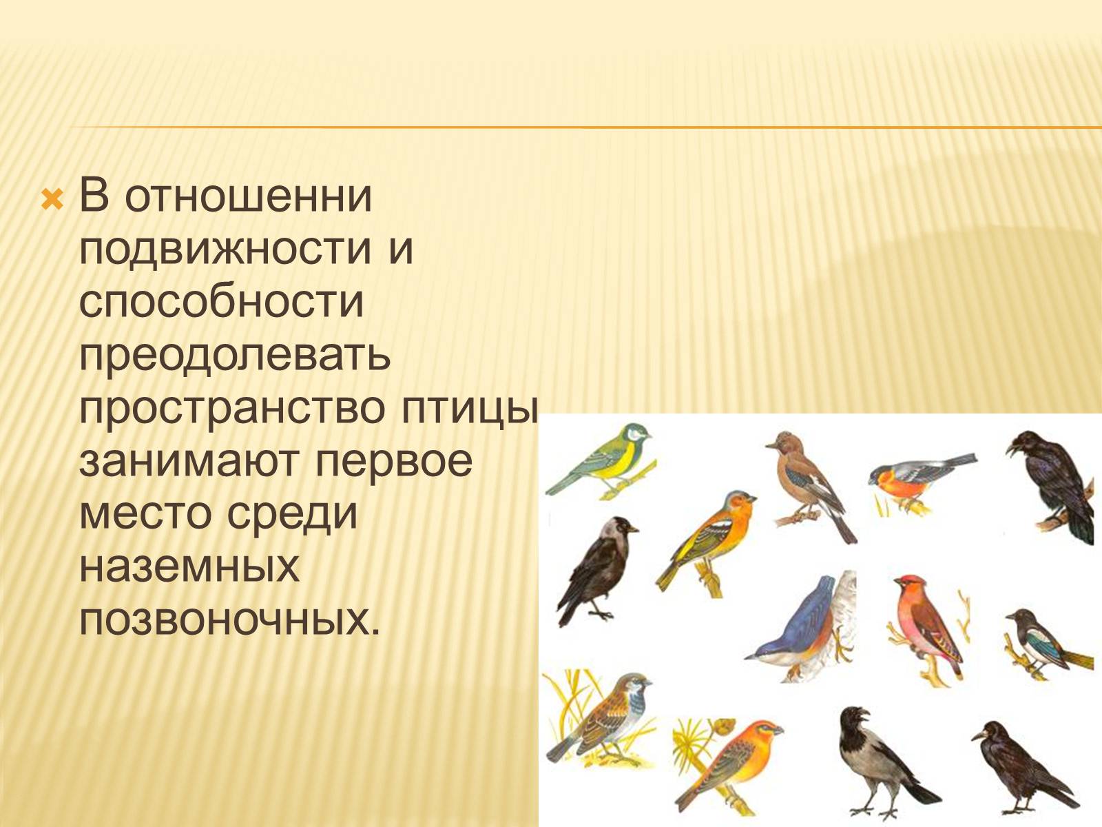 Презентація на тему «Птицы» (варіант 3) - Слайд #4 Презентація на тему «Птицы» (варіант 3) - Слайд #4