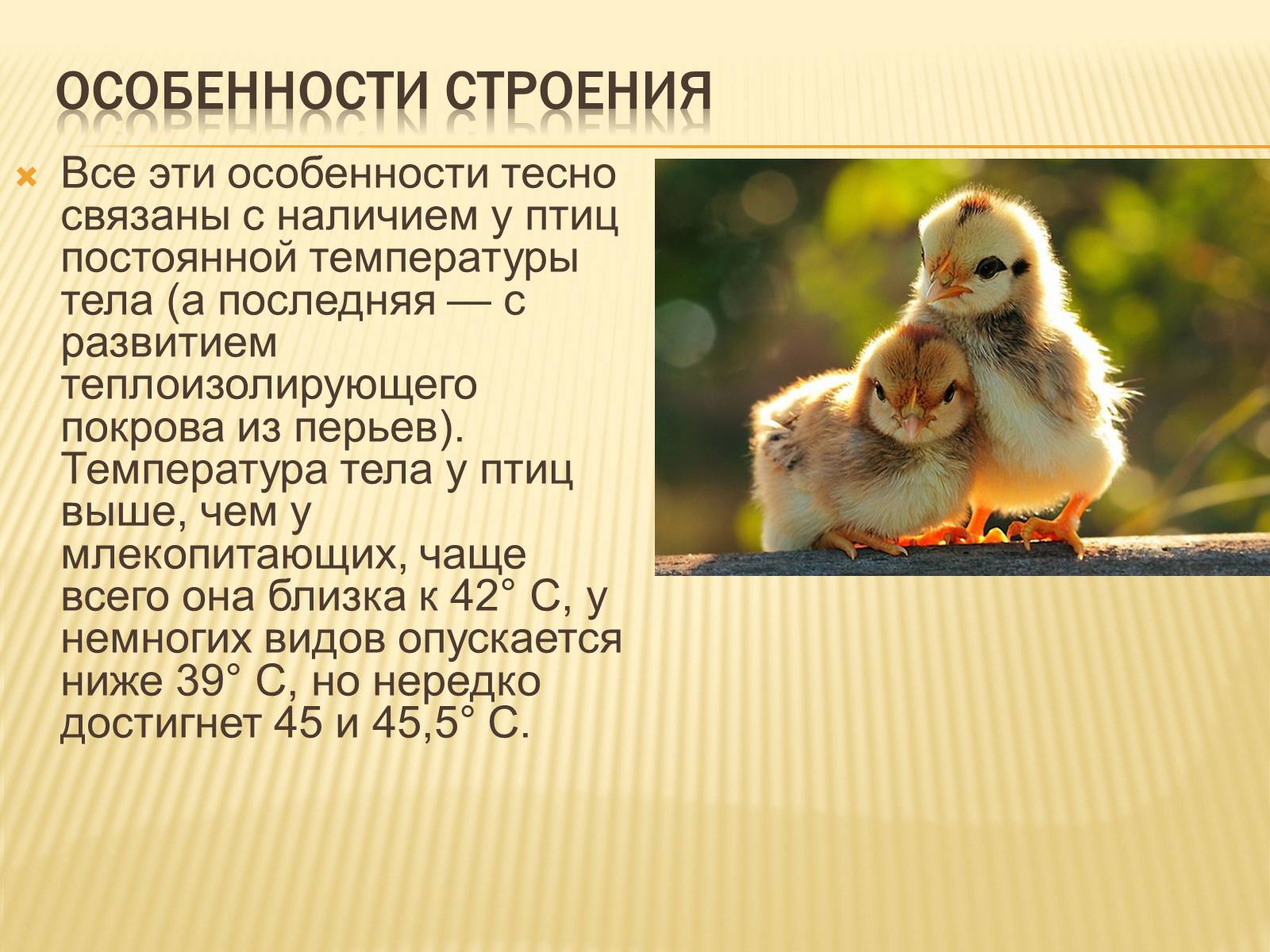 Презентація на тему «Птицы» (варіант 3) - Слайд #7 Презентація на тему «Птицы» (варіант 3) - Слайд #7