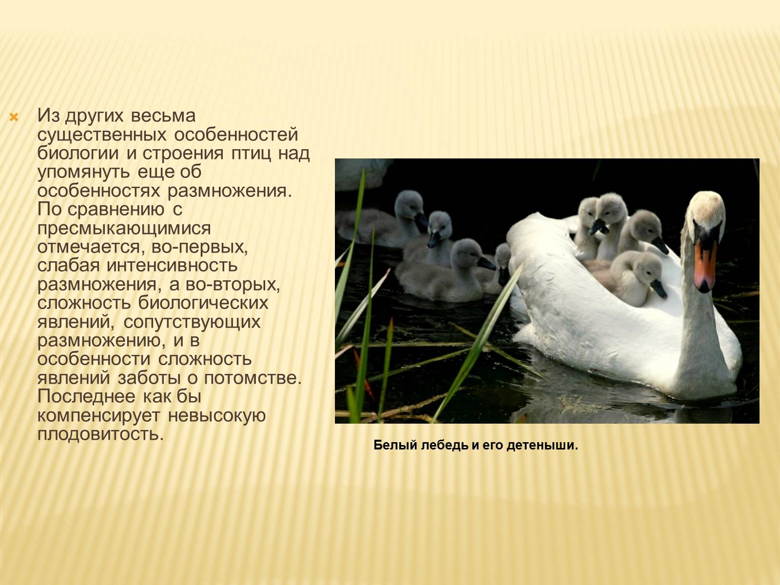 Презентація на тему «Птицы» (варіант 3) - Слайд #9 Презентація на тему «Птицы» (варіант 3) - Слайд #9