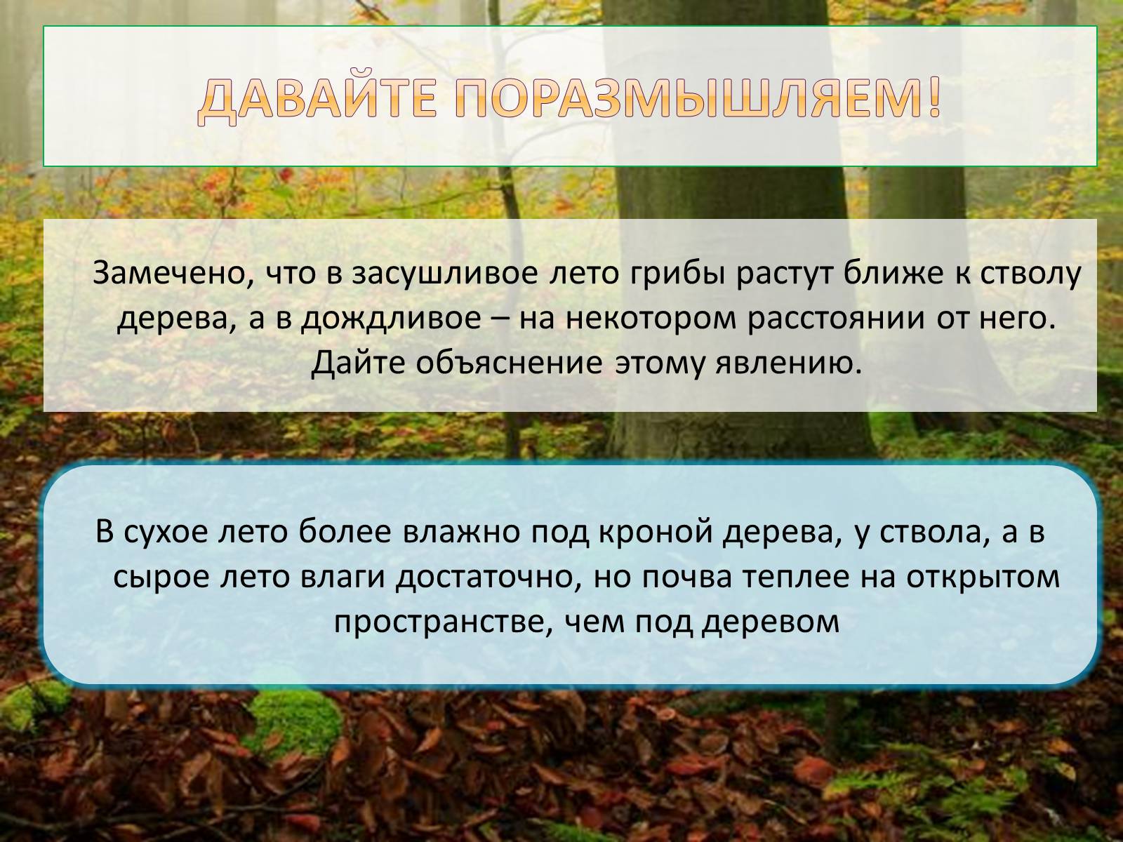 Презентація на тему «Шляпочные грибы» - Слайд #13 Презентація на тему «Шляпочные грибы» - Слайд #13
