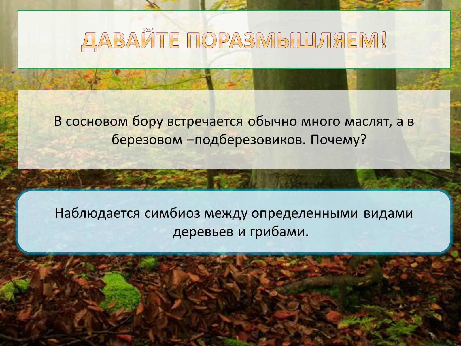 Презентація на тему «Шляпочные грибы» - Слайд #15 Презентація на тему «Шляпочные грибы» - Слайд #15