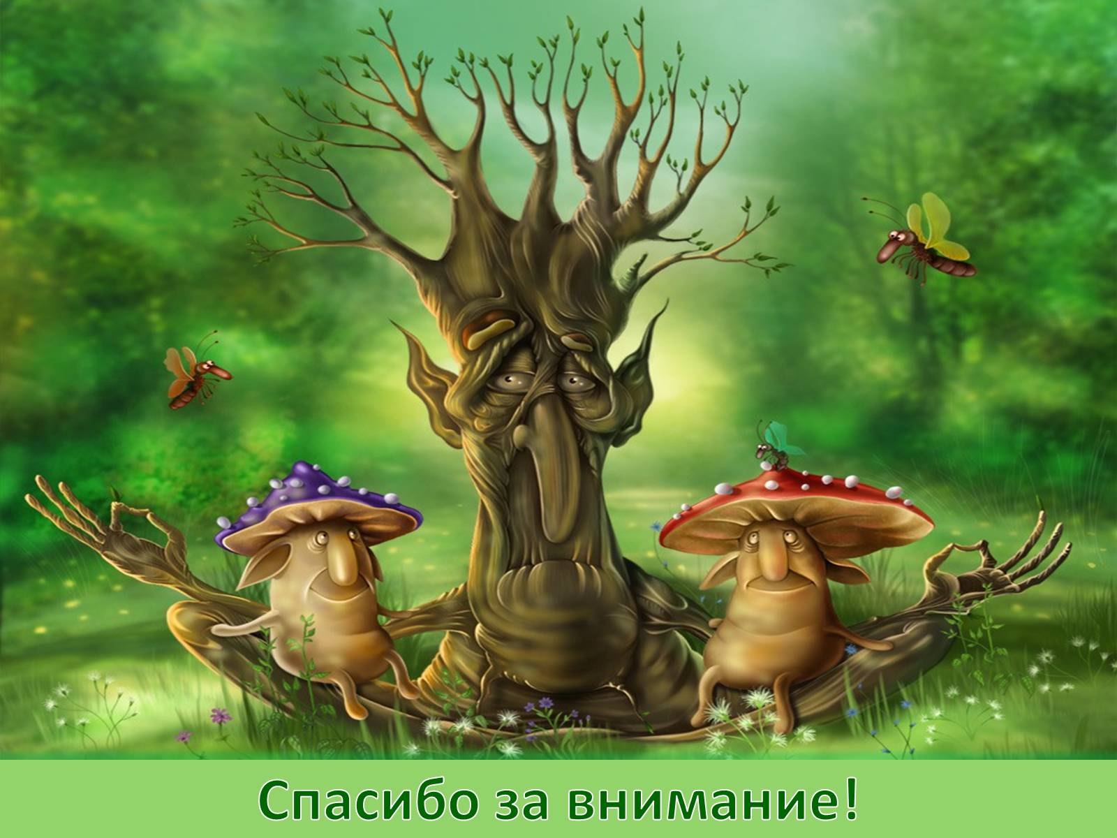 Презентація на тему «Шляпочные грибы» - Слайд #18 Презентація на тему «Шляпочные грибы» - Слайд #18