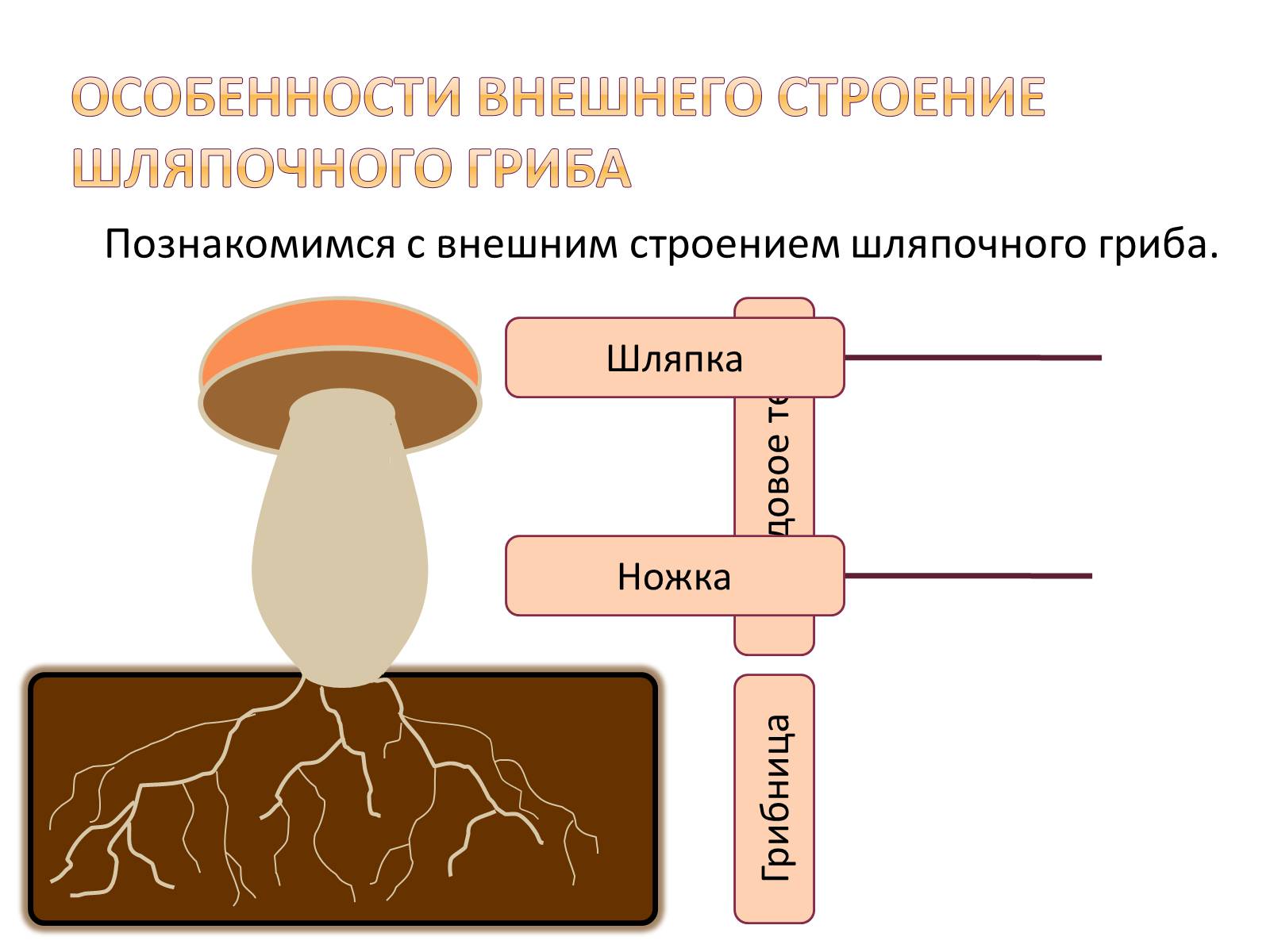 Презентація на тему «Шляпочные грибы» - Слайд #4 Презентація на тему «Шляпочные грибы» - Слайд #4
