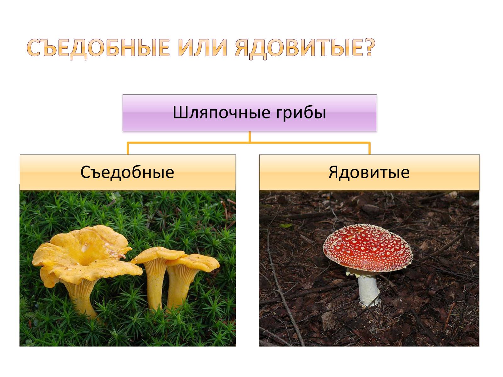 Презентація на тему «Шляпочные грибы» - Слайд #9 Презентація на тему «Шляпочные грибы» - Слайд #9