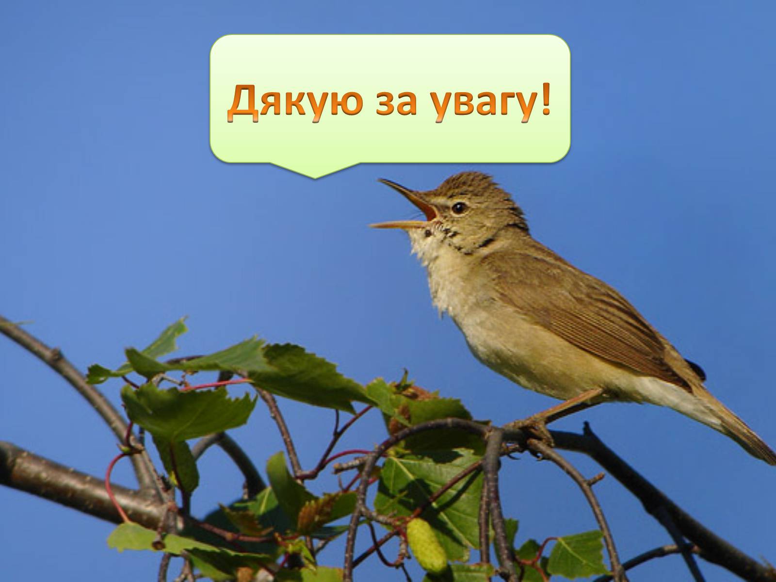 Презентація на тему «Наземно-повітряне середовище існування» (варіант 1) - Слайд #17 Презентація на тему «Наземно-повітряне середовище існування» (варіант 1) - Слайд #17