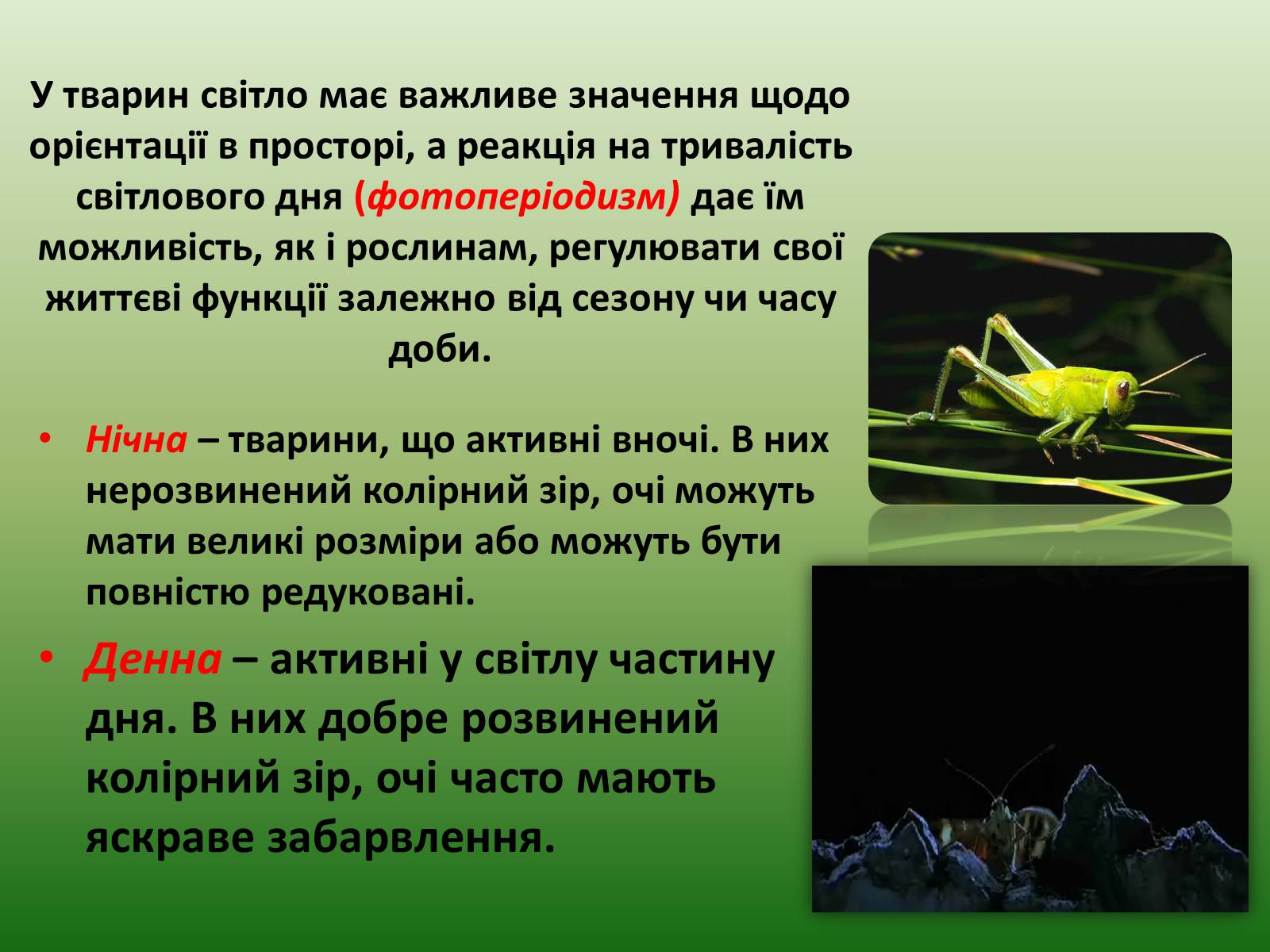 Презентація на тему «Наземно-повітряне середовище існування» (варіант 1) - Слайд #7 Презентація на тему «Наземно-повітряне середовище існування» (варіант 1) - Слайд #7