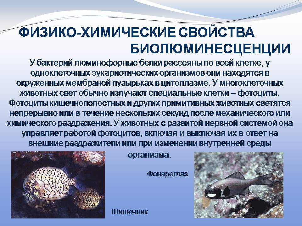 Презентація на тему «Биолюминесценция» - Слайд #10 Презентація на тему «Биолюминесценция» - Слайд #10