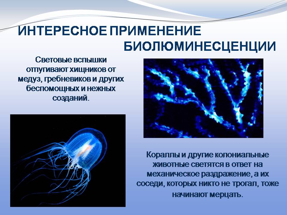 Презентація на тему «Биолюминесценция» - Слайд #12 Презентація на тему «Биолюминесценция» - Слайд #12