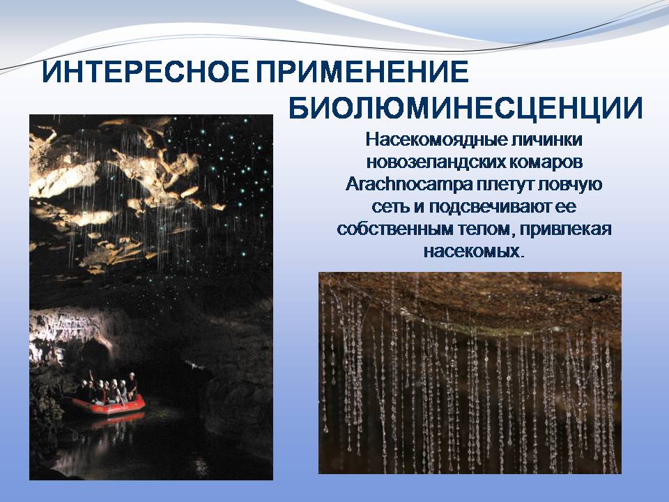 Презентація на тему «Биолюминесценция» - Слайд #13 Презентація на тему «Биолюминесценция» - Слайд #13
