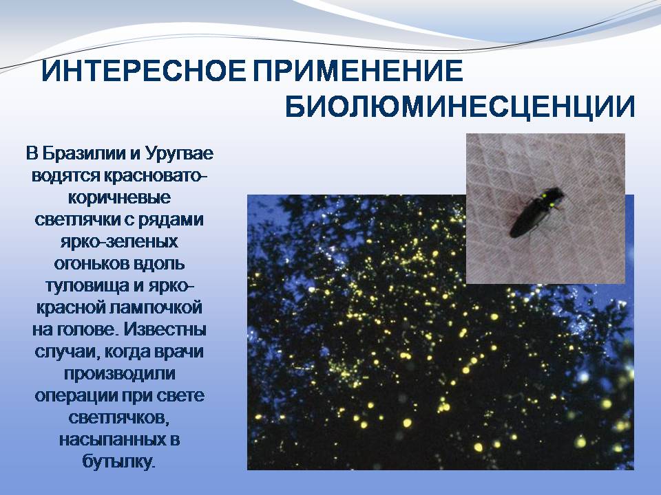 Презентація на тему «Биолюминесценция» - Слайд #14 Презентація на тему «Биолюминесценция» - Слайд #14