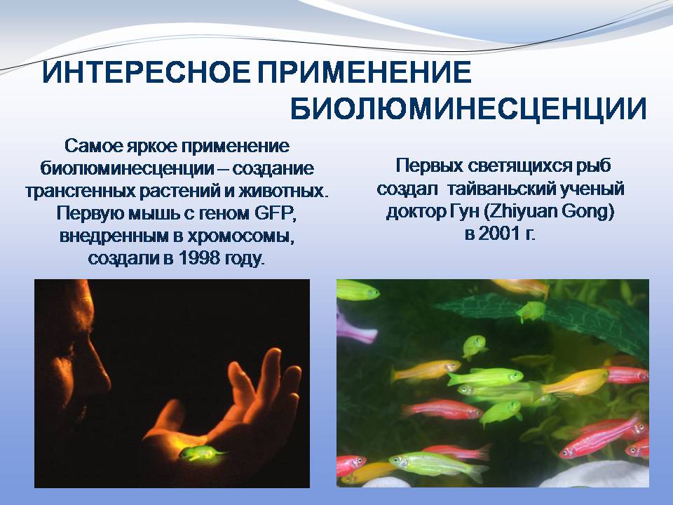 Презентація на тему «Биолюминесценция» - Слайд #15 Презентація на тему «Биолюминесценция» - Слайд #15