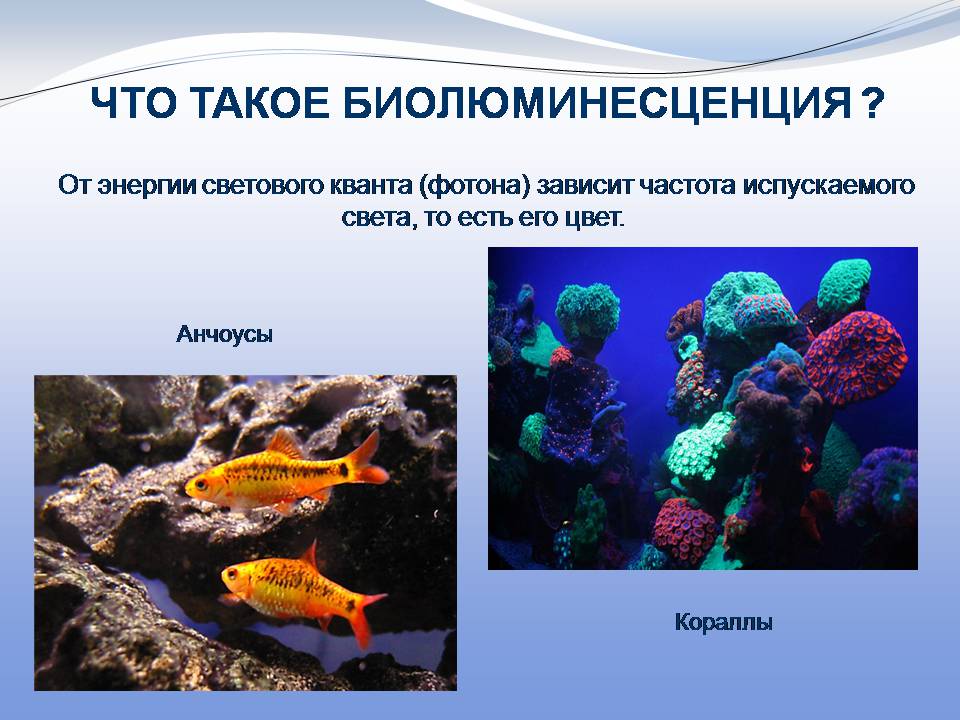 Презентація на тему «Биолюминесценция» - Слайд #4 Презентація на тему «Биолюминесценция» - Слайд #4