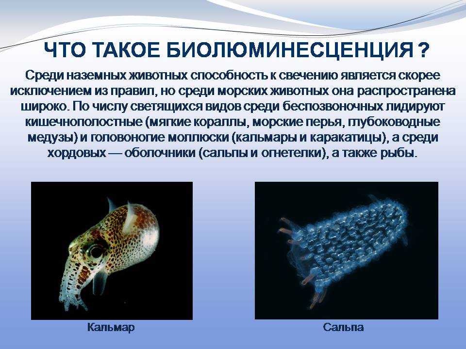 Презентація на тему «Биолюминесценция» - Слайд #5 Презентація на тему «Биолюминесценция» - Слайд #5