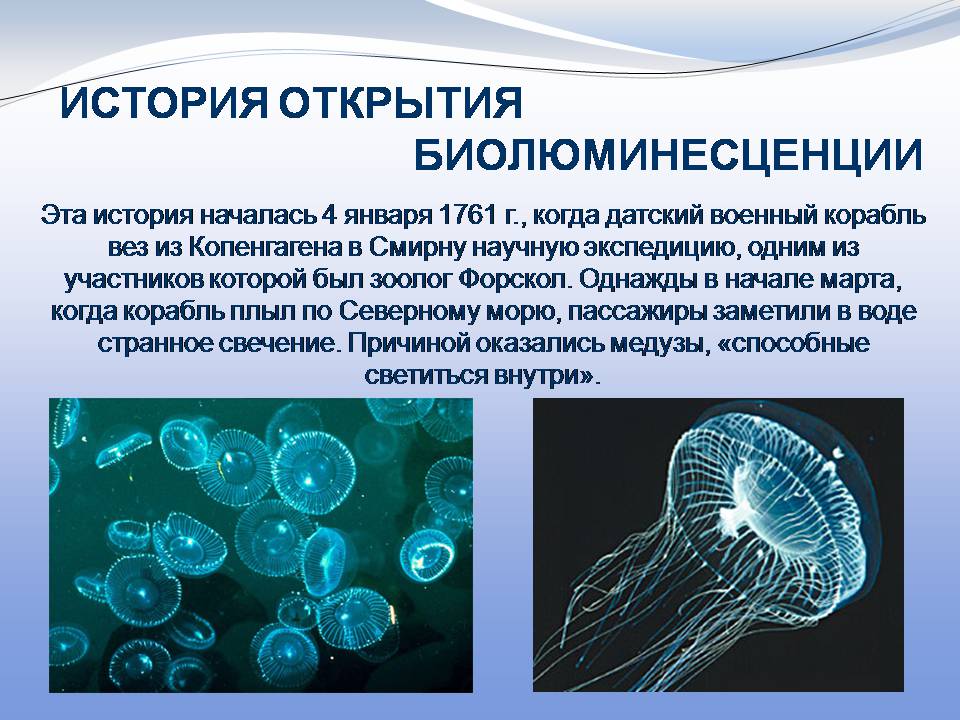Презентація на тему «Биолюминесценция» - Слайд #7 Презентація на тему «Биолюминесценция» - Слайд #7