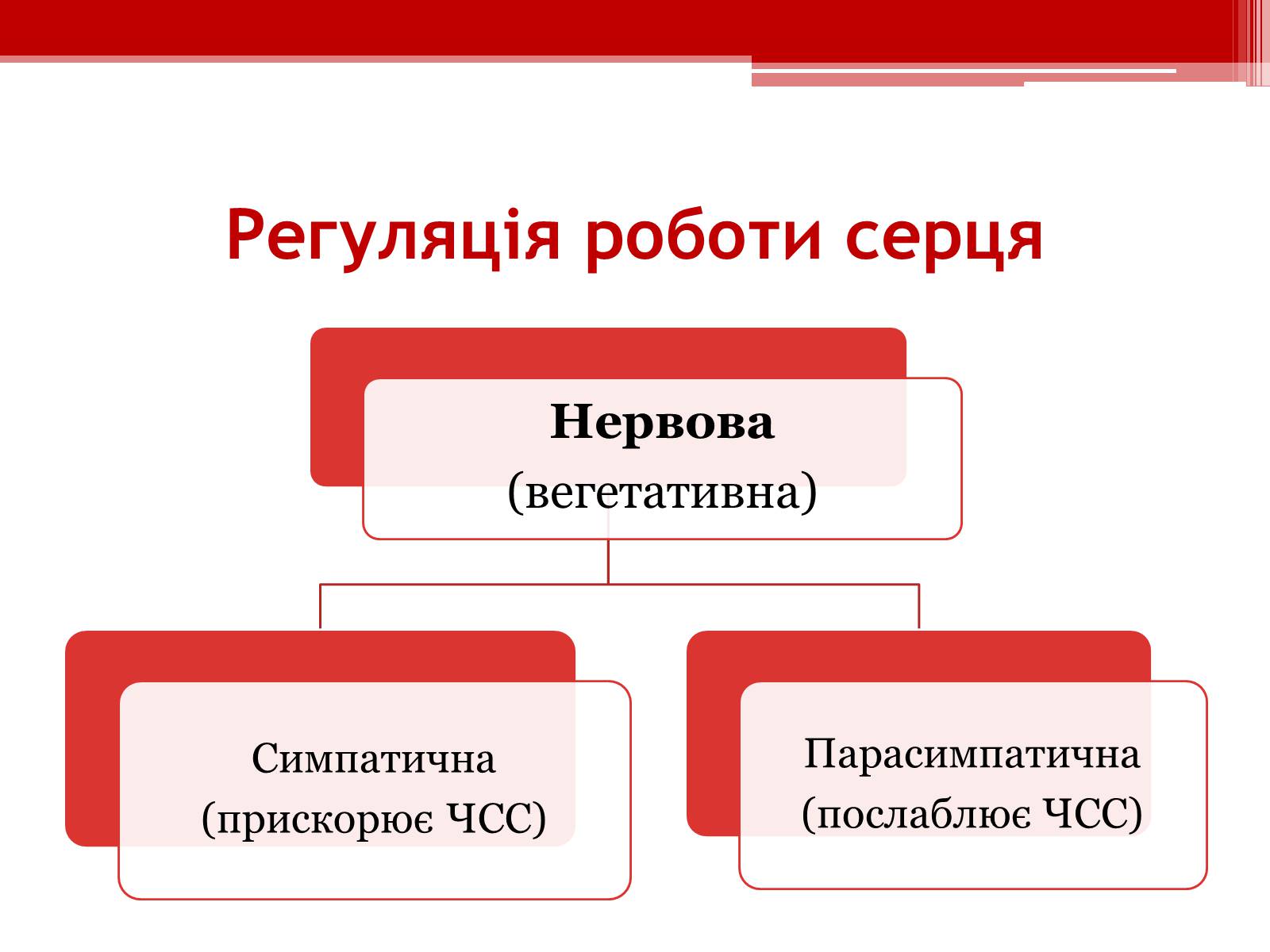 Презентація на тему «Серцевий цикл. Робота серця» - Слайд #11 Презентація на тему «Серцевий цикл. Робота серця» - Слайд #11