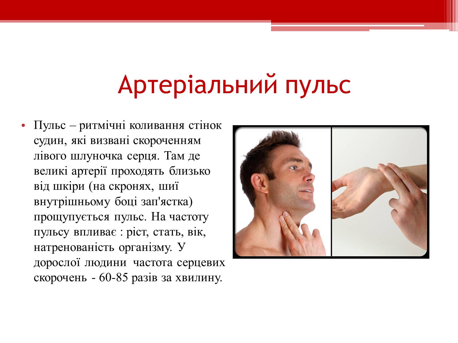 Презентація на тему «Серцевий цикл. Робота серця» - Слайд #12 Презентація на тему «Серцевий цикл. Робота серця» - Слайд #12