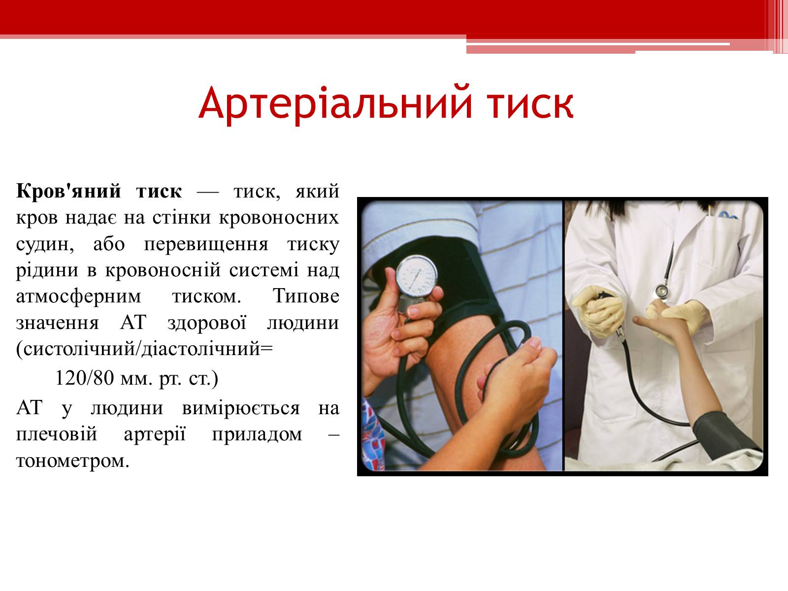 Презентація на тему «Серцевий цикл. Робота серця» - Слайд #13 Презентація на тему «Серцевий цикл. Робота серця» - Слайд #13