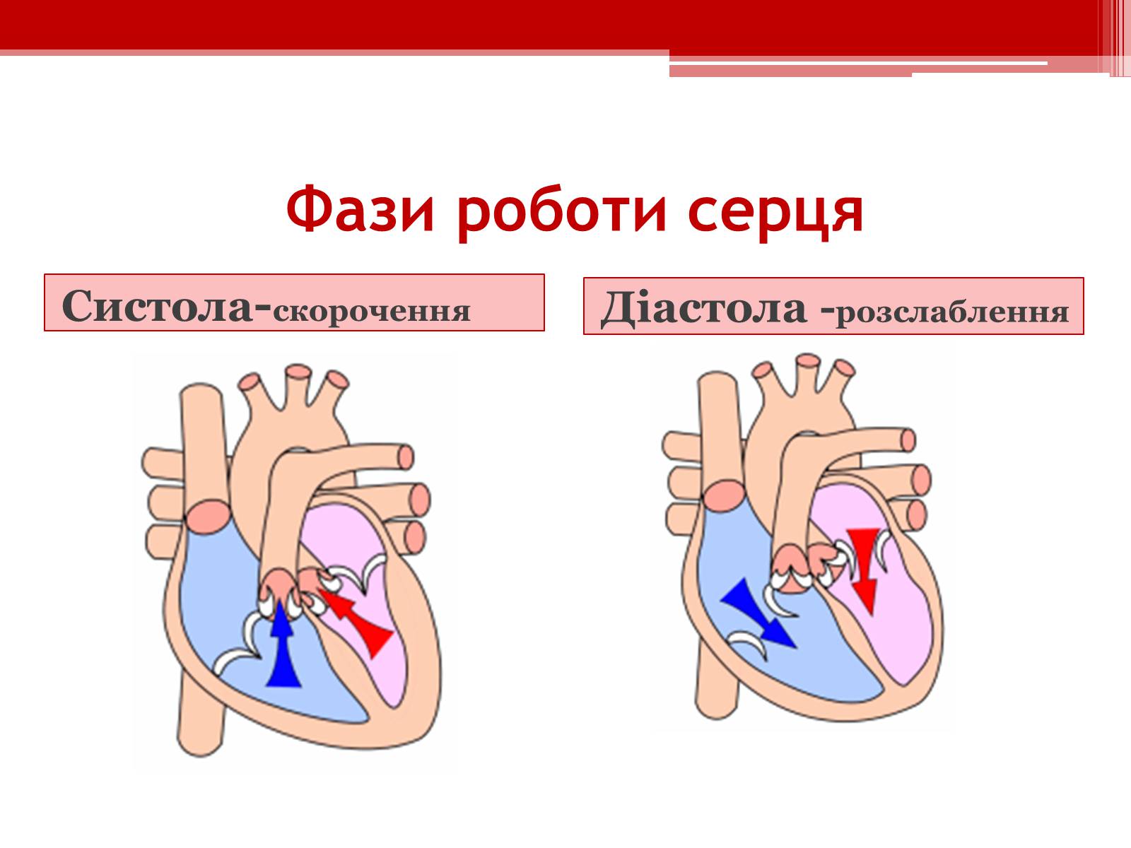 Презентація на тему «Серцевий цикл. Робота серця» - Слайд #3 Презентація на тему «Серцевий цикл. Робота серця» - Слайд #3