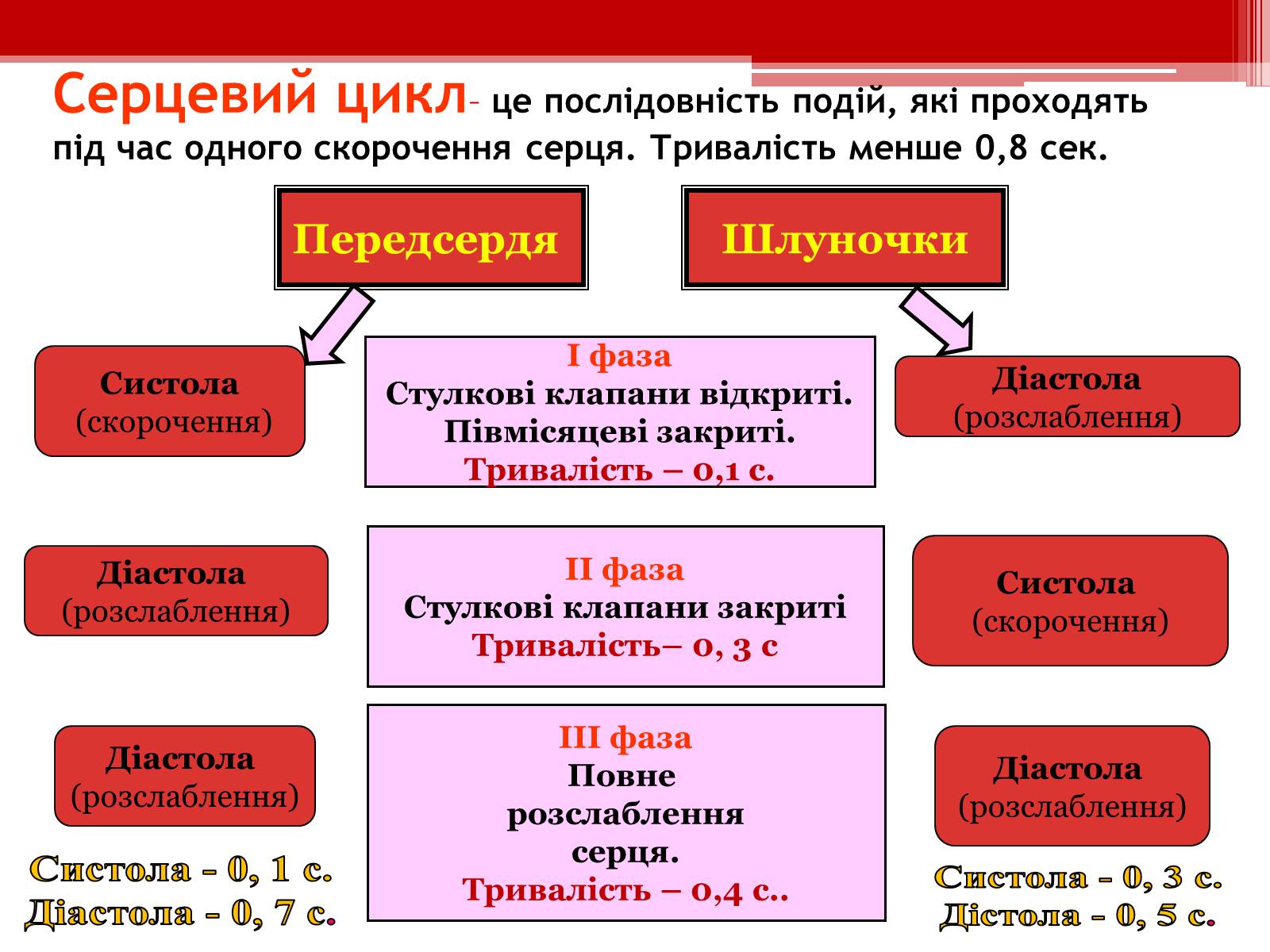Презентація на тему «Серцевий цикл. Робота серця» - Слайд #4 Презентація на тему «Серцевий цикл. Робота серця» - Слайд #4