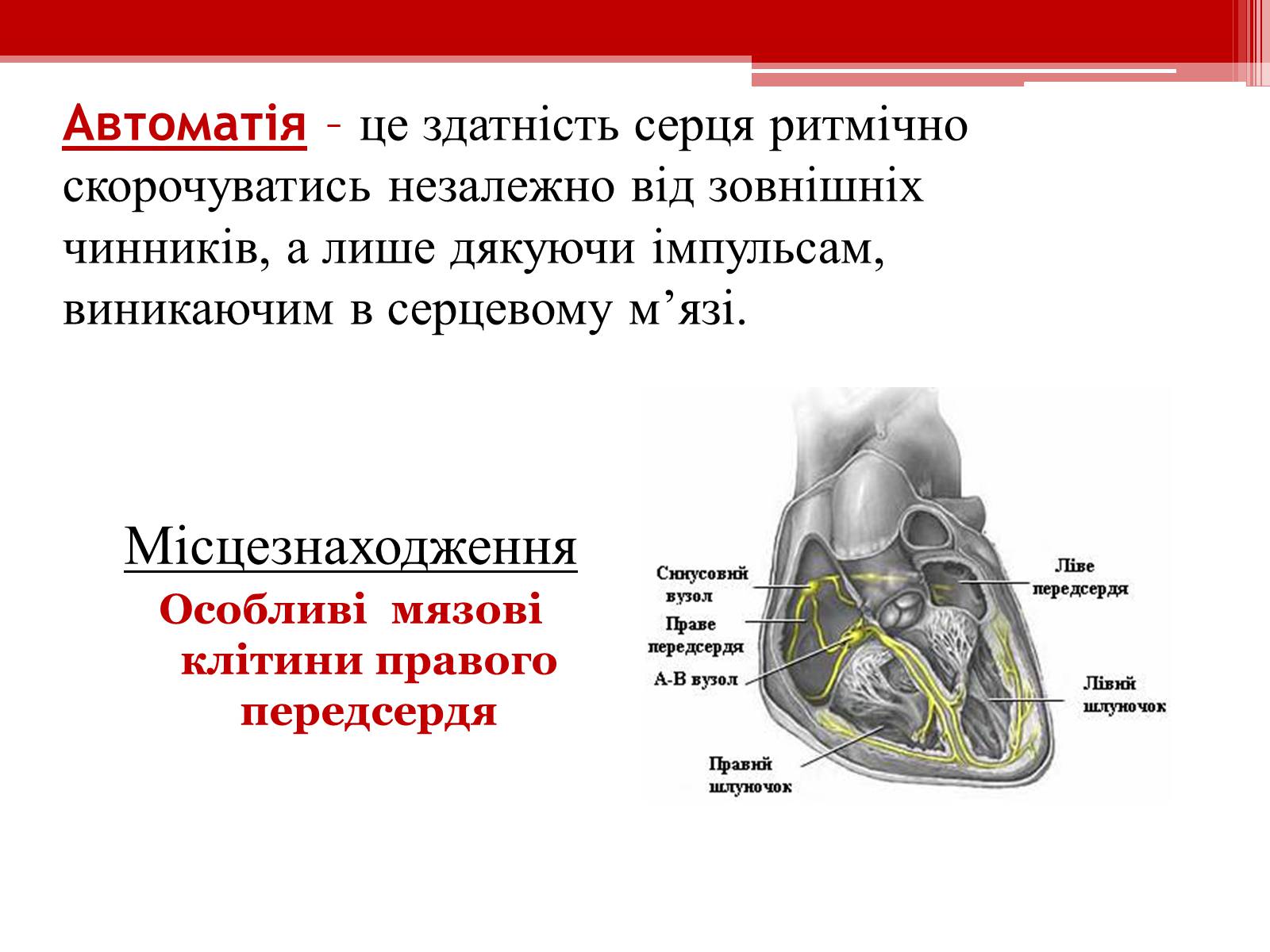 Презентація на тему «Серцевий цикл. Робота серця» - Слайд #8 Презентація на тему «Серцевий цикл. Робота серця» - Слайд #8