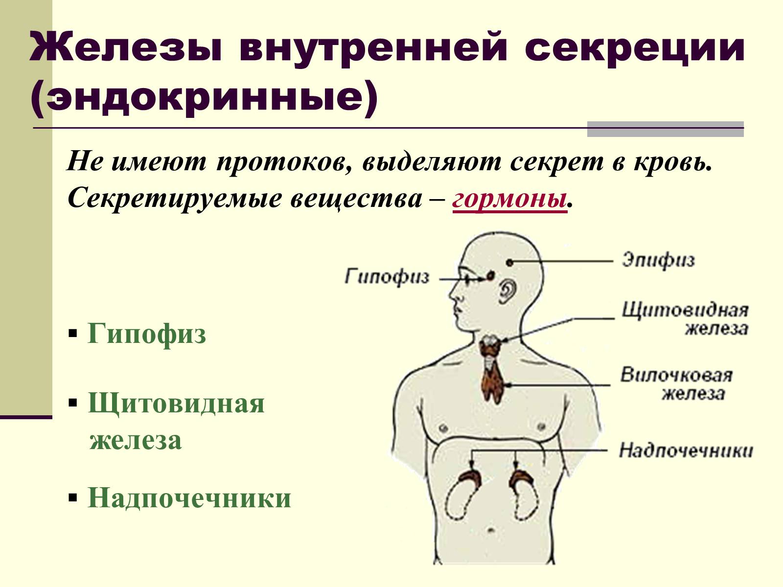 Презентація на тему «Эндокринные железы» - Слайд #10 Презентація на тему «Эндокринные железы» - Слайд #10