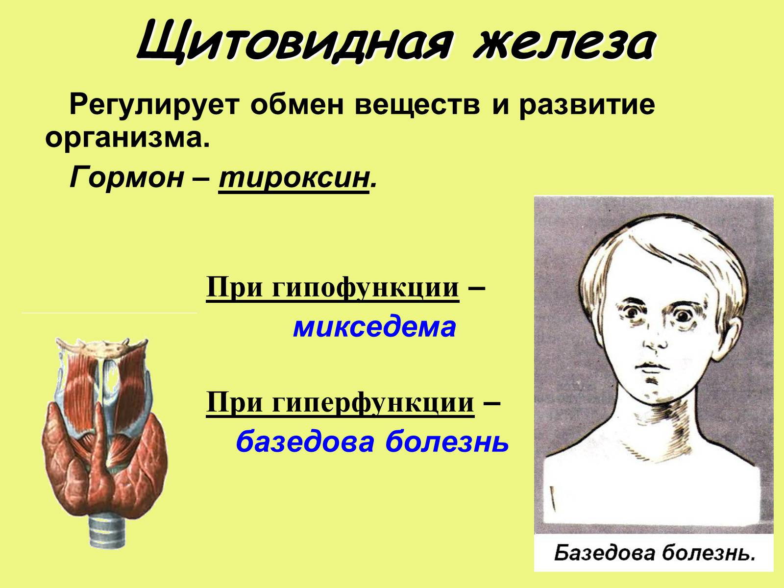 Презентація на тему «Эндокринные железы» - Слайд #13 Презентація на тему «Эндокринные железы» - Слайд #13