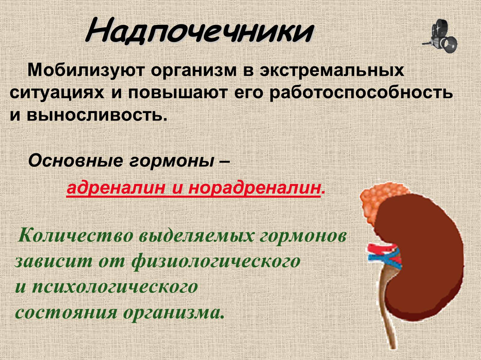 Презентація на тему «Эндокринные железы» - Слайд #15 Презентація на тему «Эндокринные железы» - Слайд #15