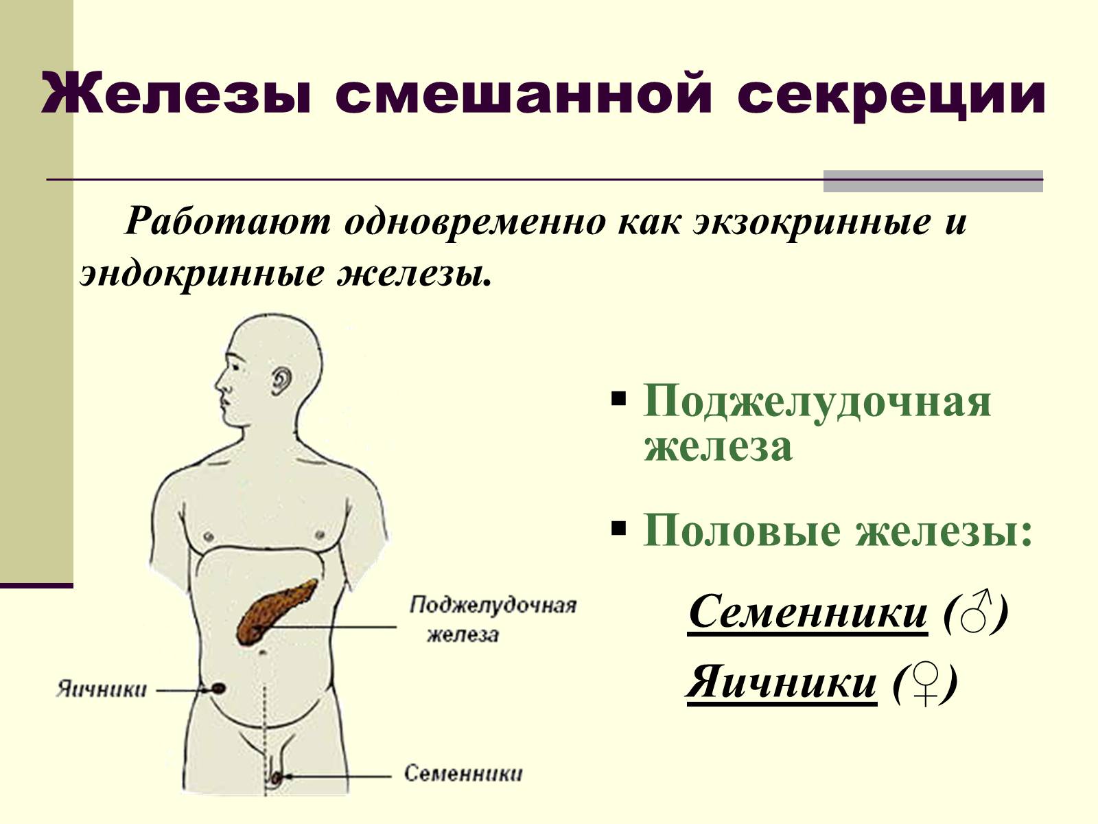 Презентація на тему «Эндокринные железы» - Слайд #16 Презентація на тему «Эндокринные железы» - Слайд #16