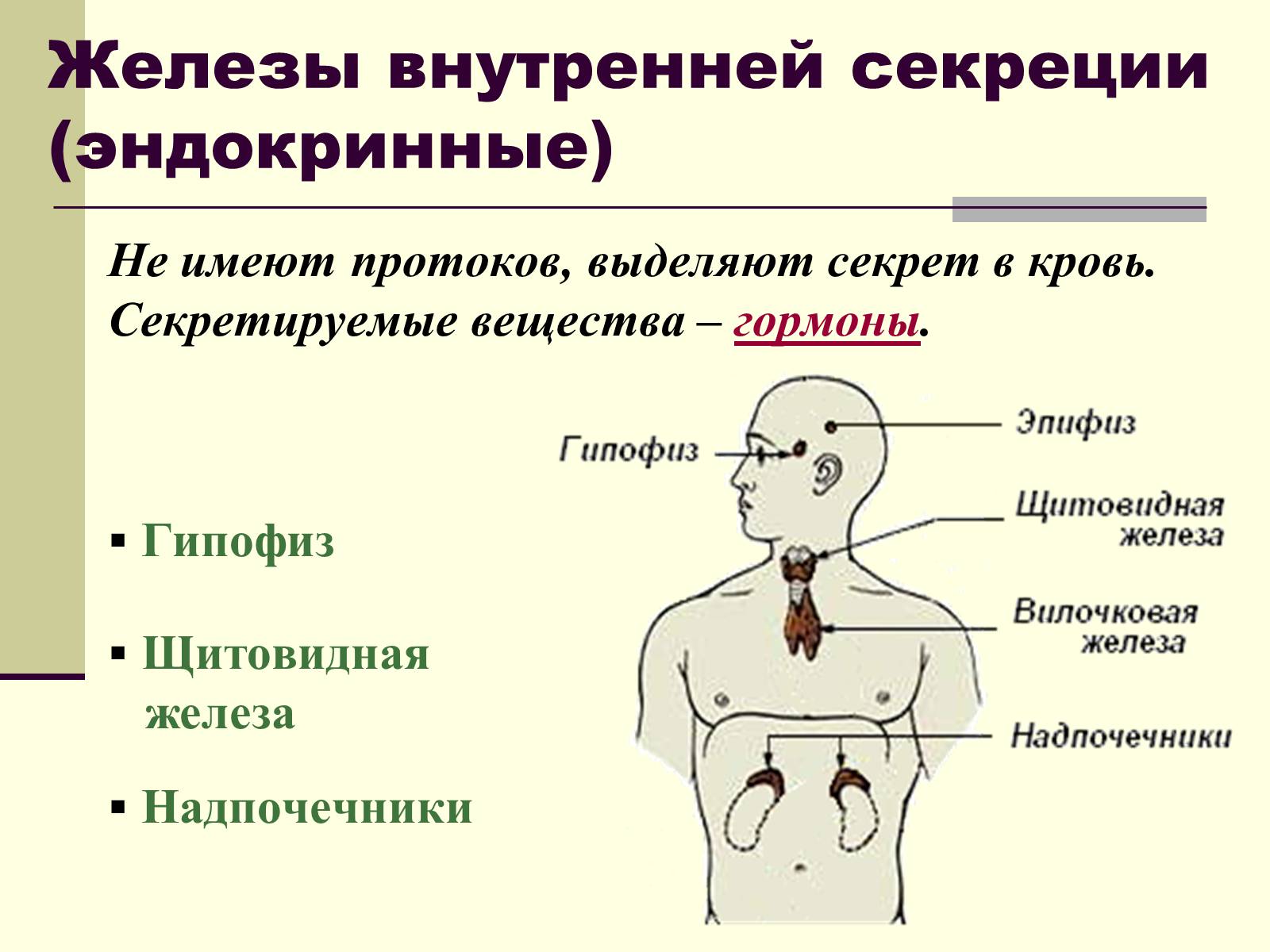 Презентація на тему «Эндокринные железы» - Слайд #6 Презентація на тему «Эндокринные железы» - Слайд #6