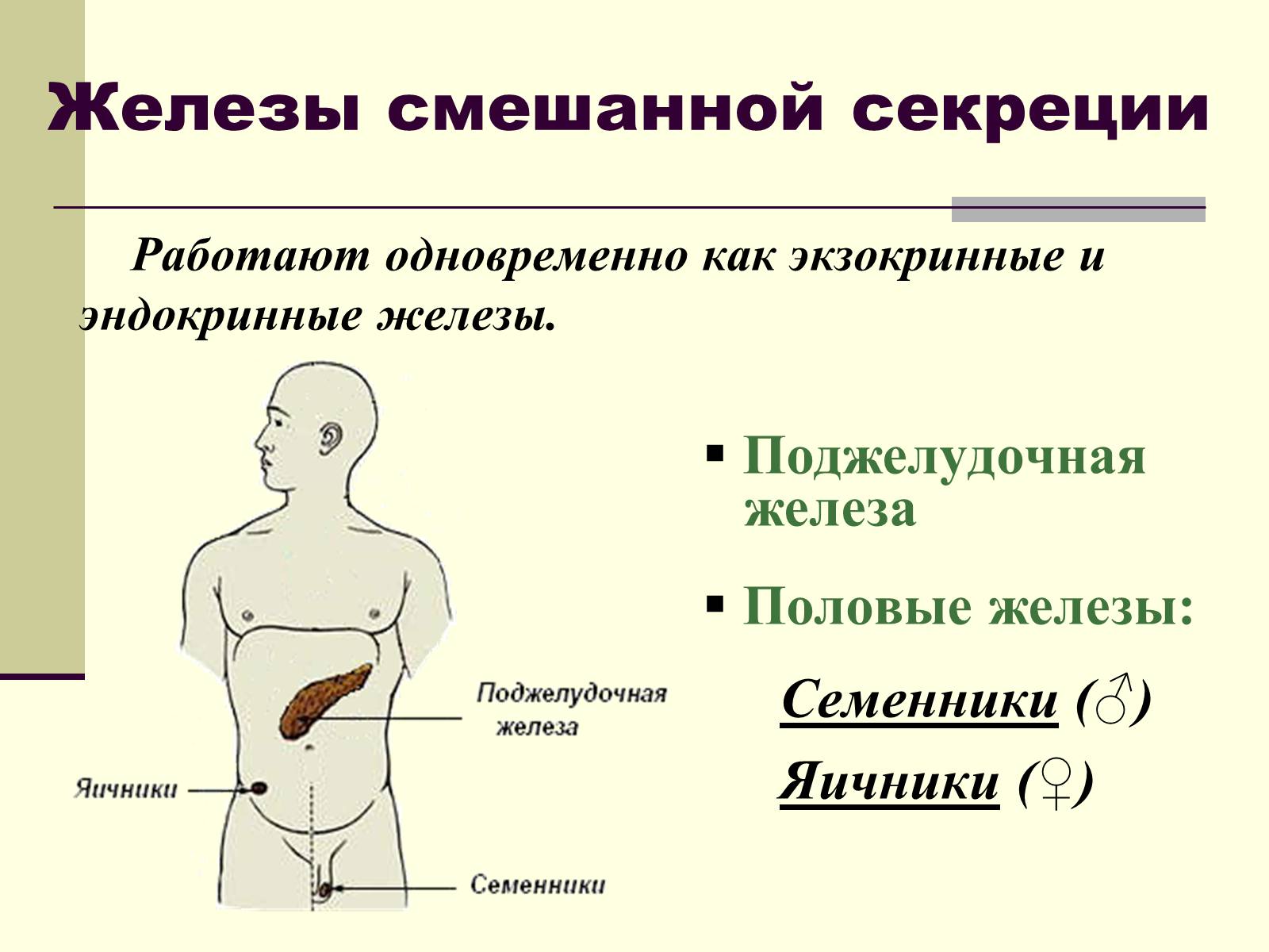 Презентація на тему «Эндокринные железы» - Слайд #7 Презентація на тему «Эндокринные железы» - Слайд #7