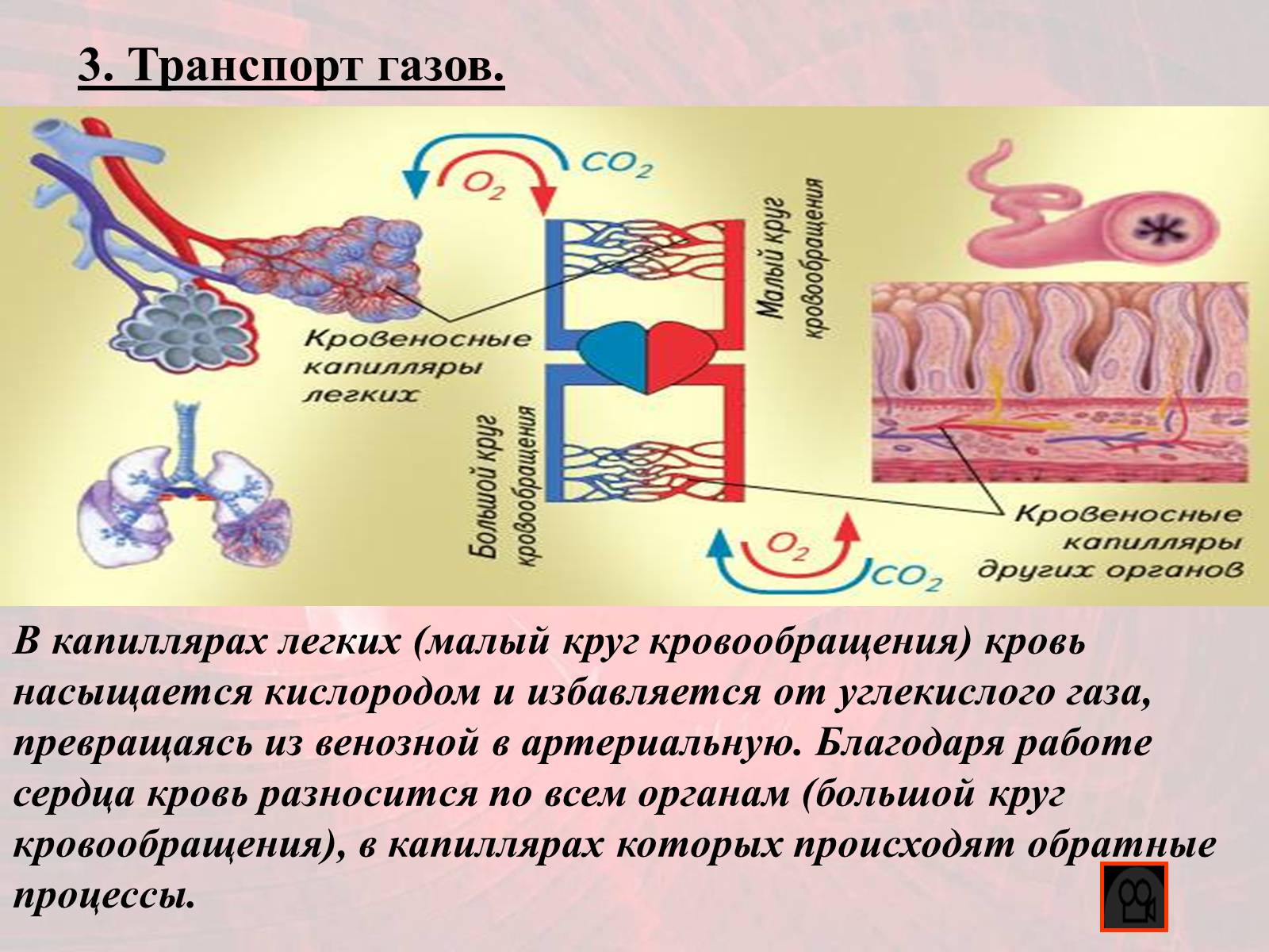 Презентація на тему «Газообмен в лёгких и тканях» - Слайд #10 Презентація на тему «Газообмен в лёгких и тканях» - Слайд #10