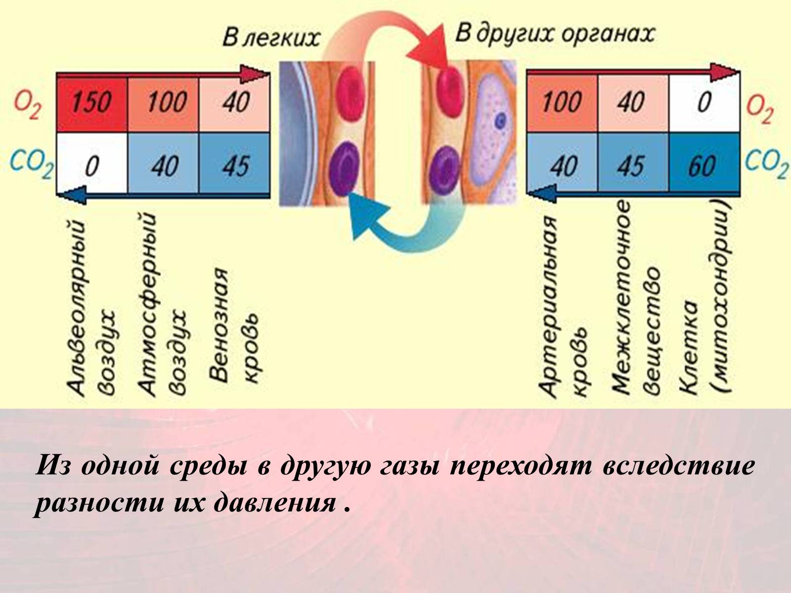 Презентація на тему «Газообмен в лёгких и тканях» - Слайд #12 Презентація на тему «Газообмен в лёгких и тканях» - Слайд #12