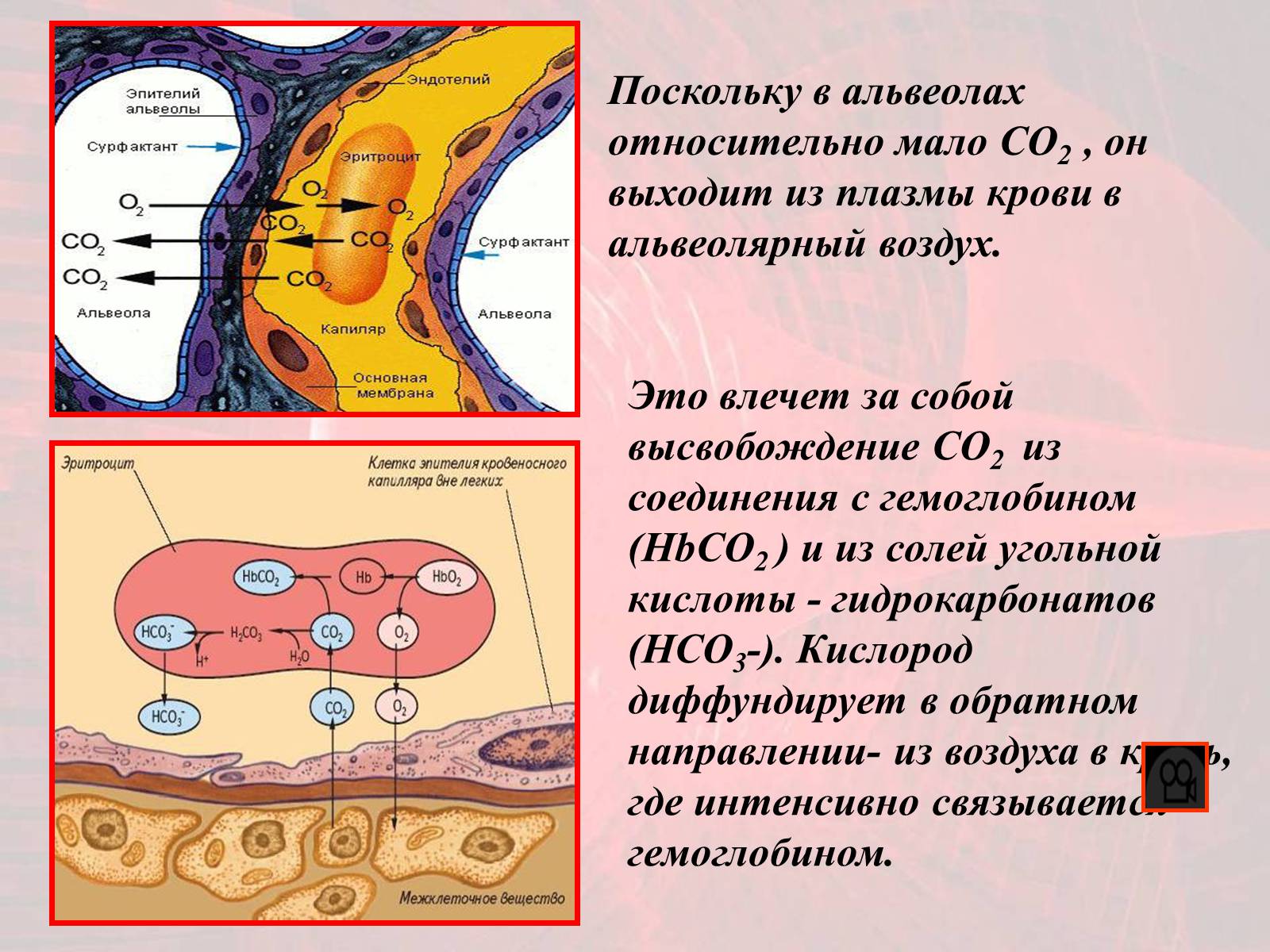 Презентація на тему «Газообмен в лёгких и тканях» - Слайд #13 Презентація на тему «Газообмен в лёгких и тканях» - Слайд #13