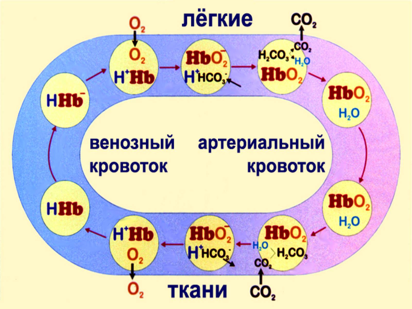 Презентація на тему «Газообмен в лёгких и тканях» - Слайд #15 Презентація на тему «Газообмен в лёгких и тканях» - Слайд #15