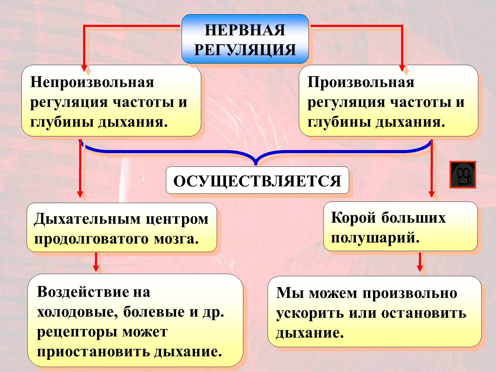 Презентація на тему «Газообмен в лёгких и тканях» - Слайд #17 Презентація на тему «Газообмен в лёгких и тканях» - Слайд #17