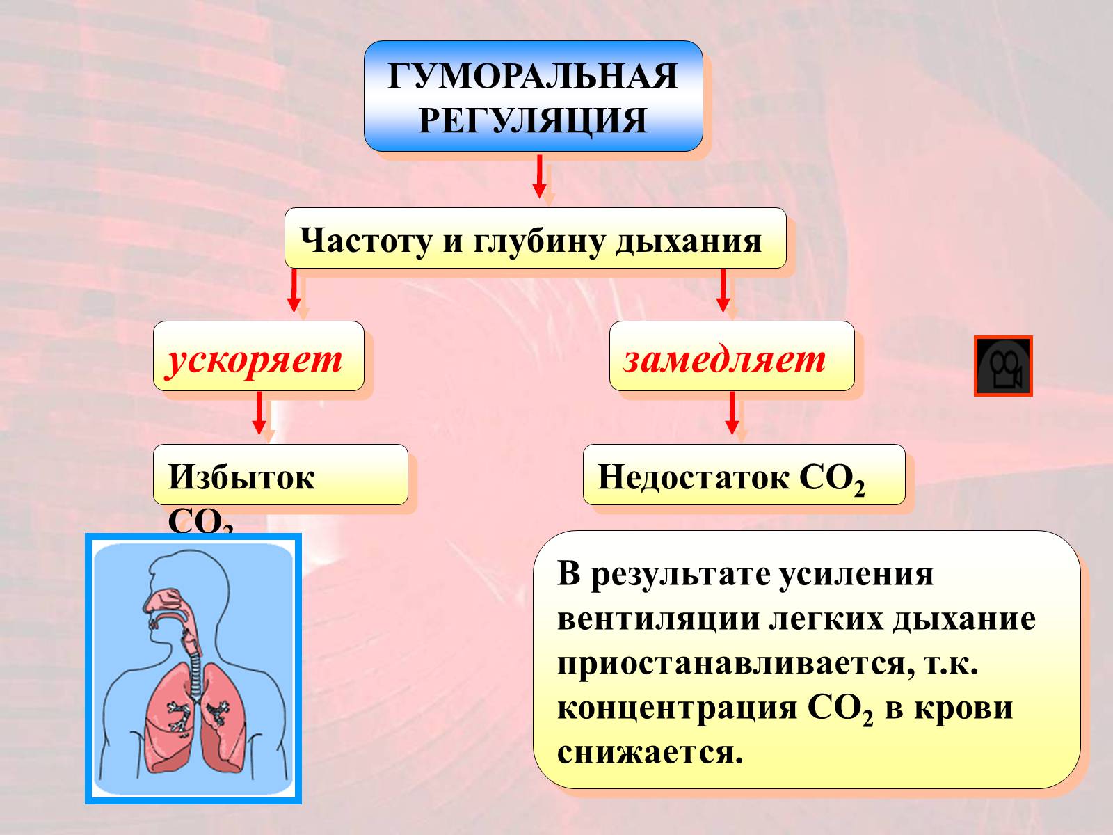 Презентація на тему «Газообмен в лёгких и тканях» - Слайд #18 Презентація на тему «Газообмен в лёгких и тканях» - Слайд #18