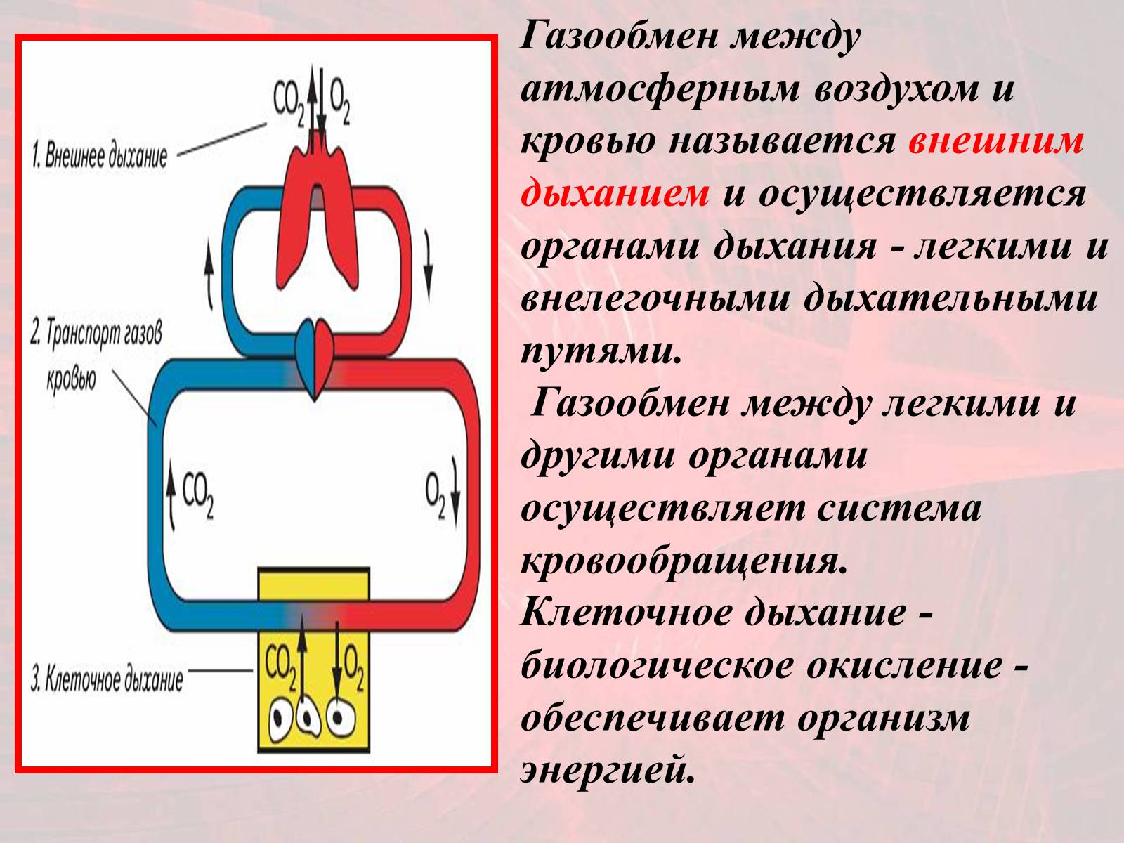 Презентація на тему «Газообмен в лёгких и тканях» - Слайд #2 Презентація на тему «Газообмен в лёгких и тканях» - Слайд #2