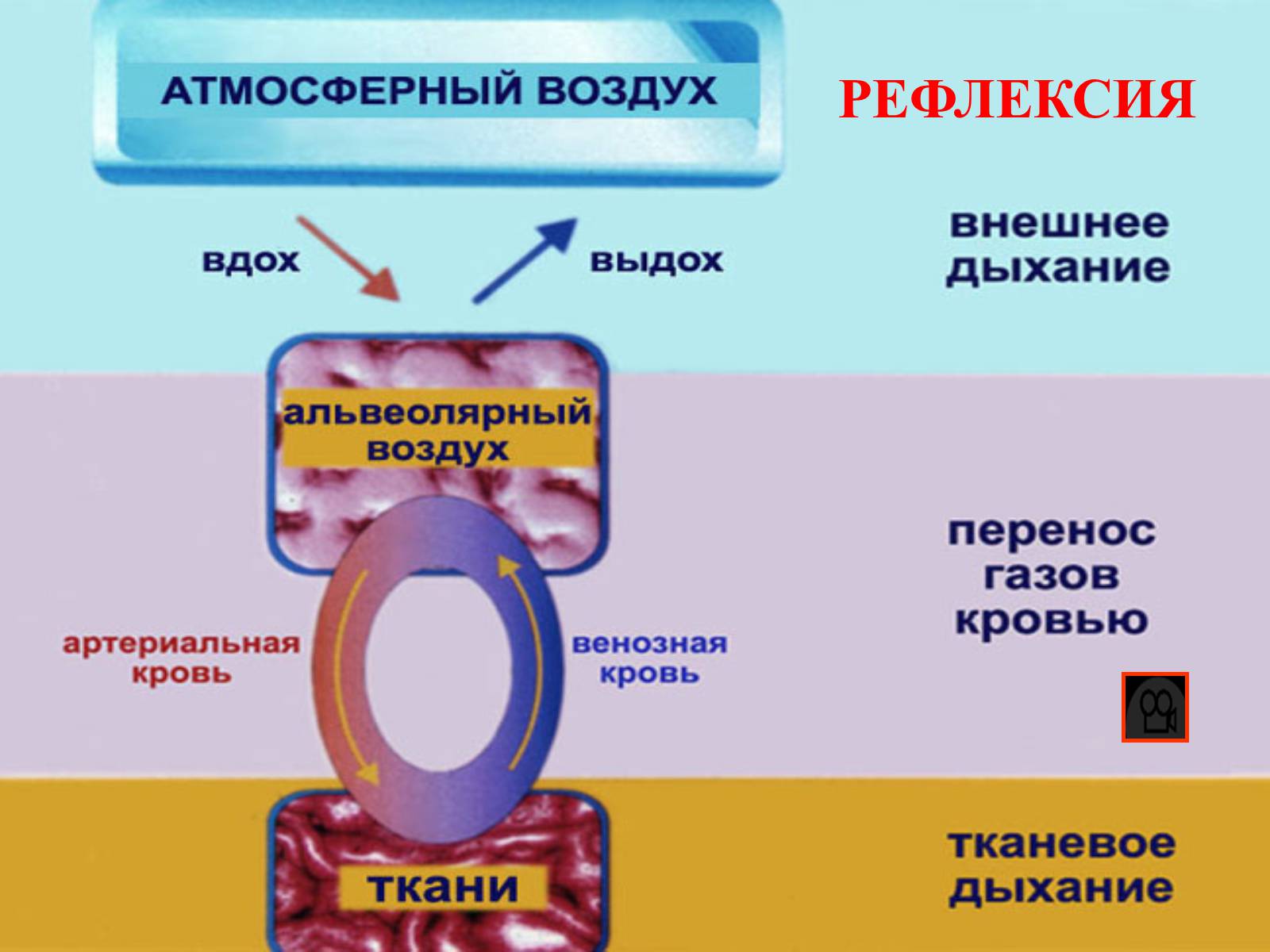 Презентація на тему «Газообмен в лёгких и тканях» - Слайд #20 Презентація на тему «Газообмен в лёгких и тканях» - Слайд #20