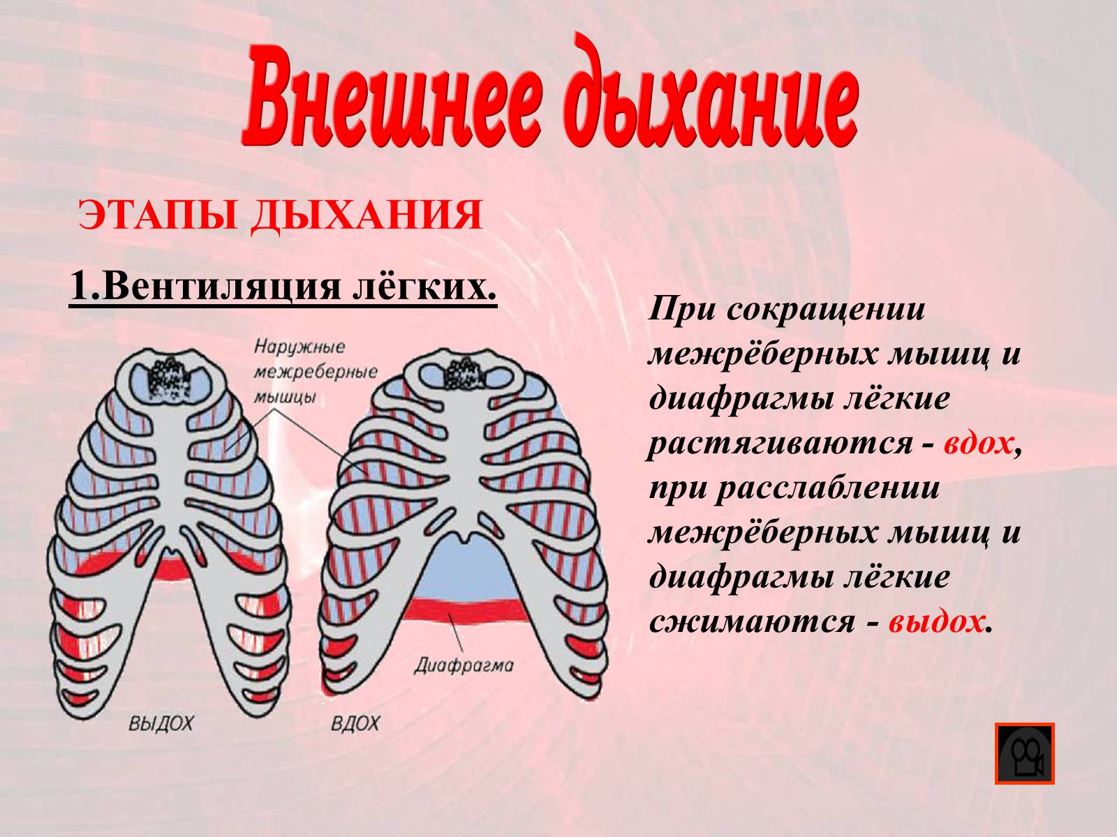 Презентація на тему «Газообмен в лёгких и тканях» - Слайд #3 Презентація на тему «Газообмен в лёгких и тканях» - Слайд #3