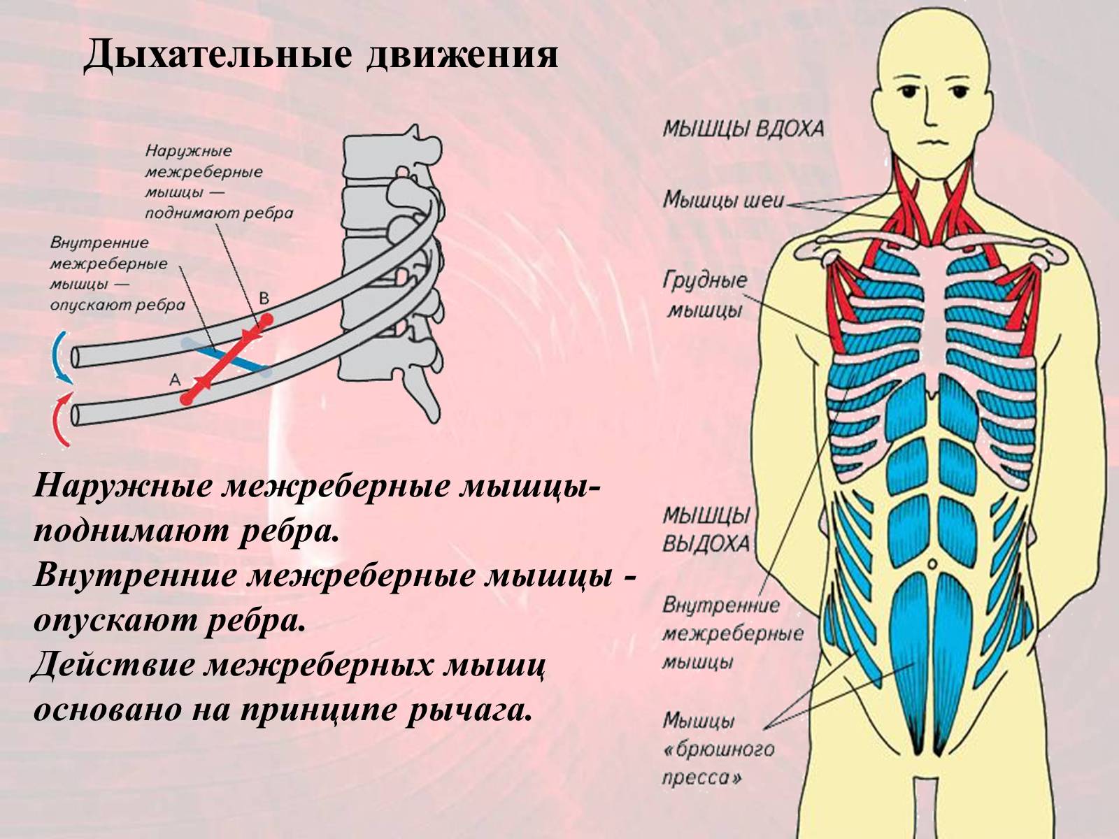 Презентація на тему «Газообмен в лёгких и тканях» - Слайд #4 Презентація на тему «Газообмен в лёгких и тканях» - Слайд #4