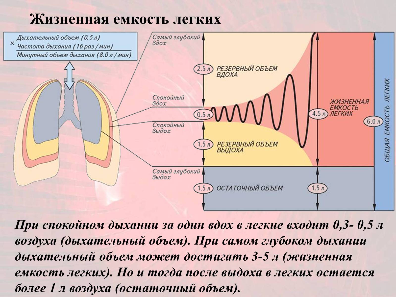 Презентація на тему «Газообмен в лёгких и тканях» - Слайд #6 Презентація на тему «Газообмен в лёгких и тканях» - Слайд #6