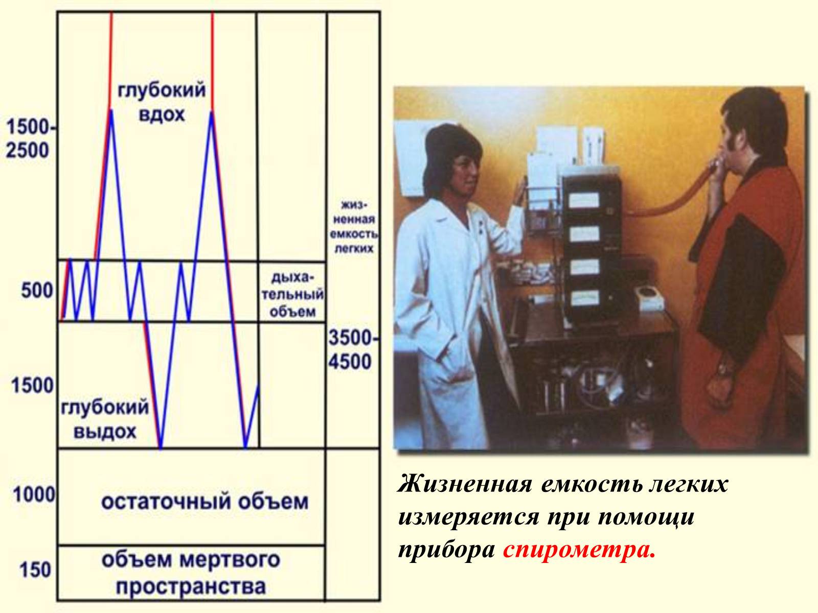 Презентація на тему «Газообмен в лёгких и тканях» - Слайд #7 Презентація на тему «Газообмен в лёгких и тканях» - Слайд #7