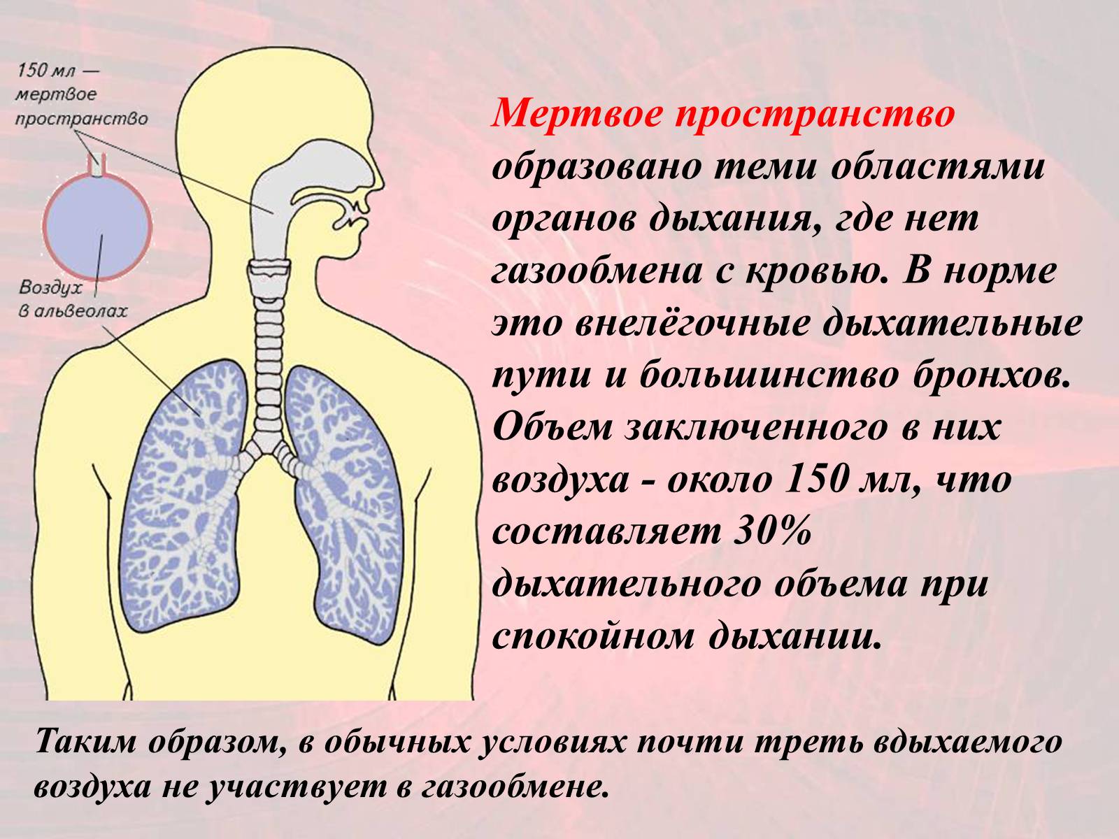 Презентація на тему «Газообмен в лёгких и тканях» - Слайд #8 Презентація на тему «Газообмен в лёгких и тканях» - Слайд #8